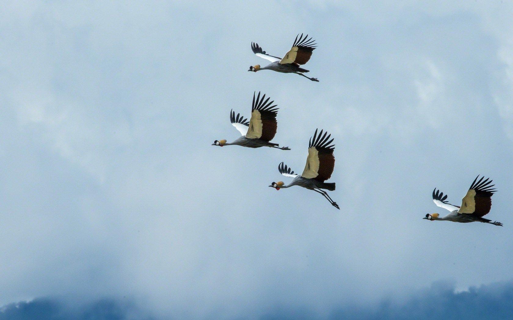 1680x1050 Crane Bird Wallpaper