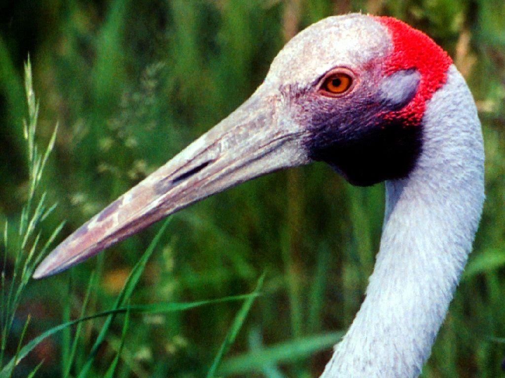 Sandhill Crane Wallpapers - Top Free Sandhill Crane Backgrounds