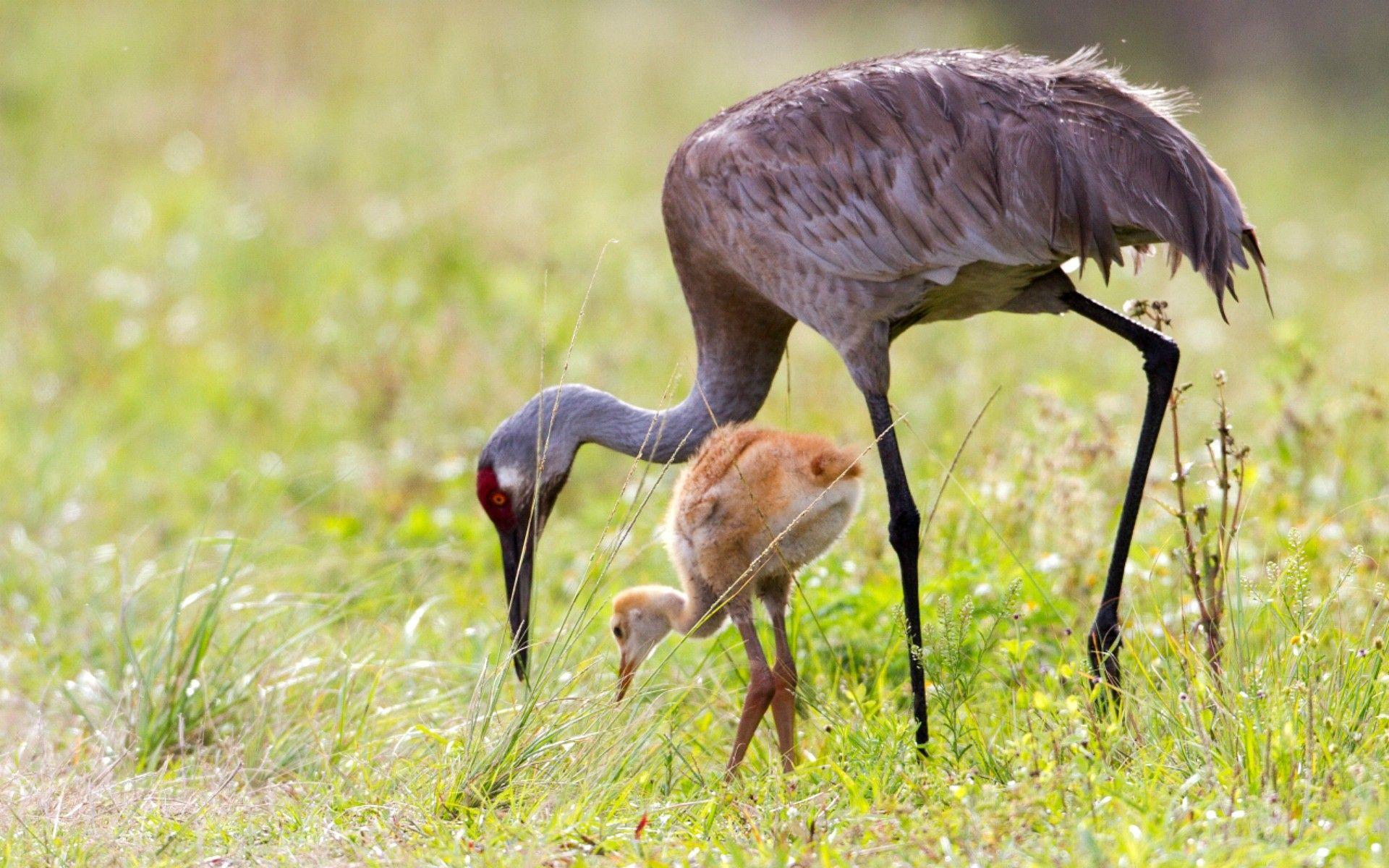 Sandhill Crane Wallpapers - Top Free Sandhill Crane Backgrounds