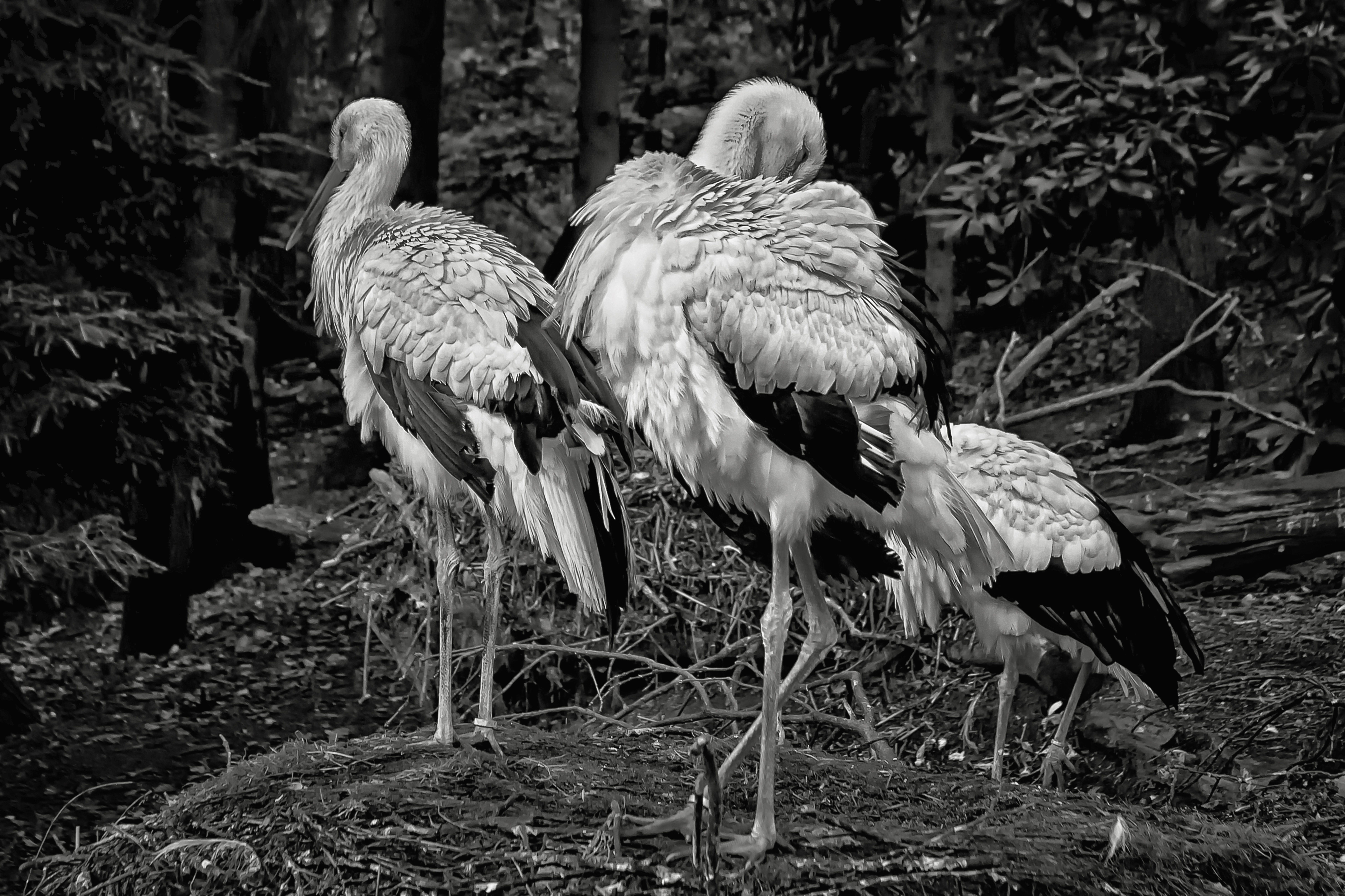 9699x6465 sandhill cranes free image