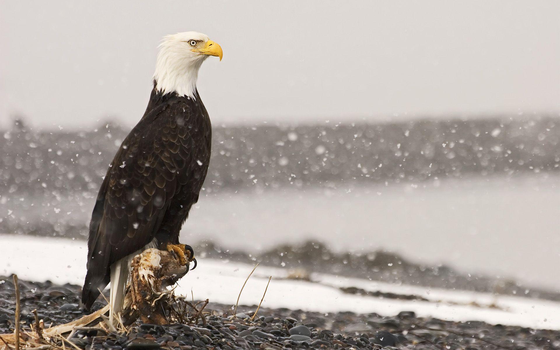 1920x1200 Birds of Prey Wallpaper. Birds Prey Wallpaper, Birds Prey Background and Osprey Wallpaper