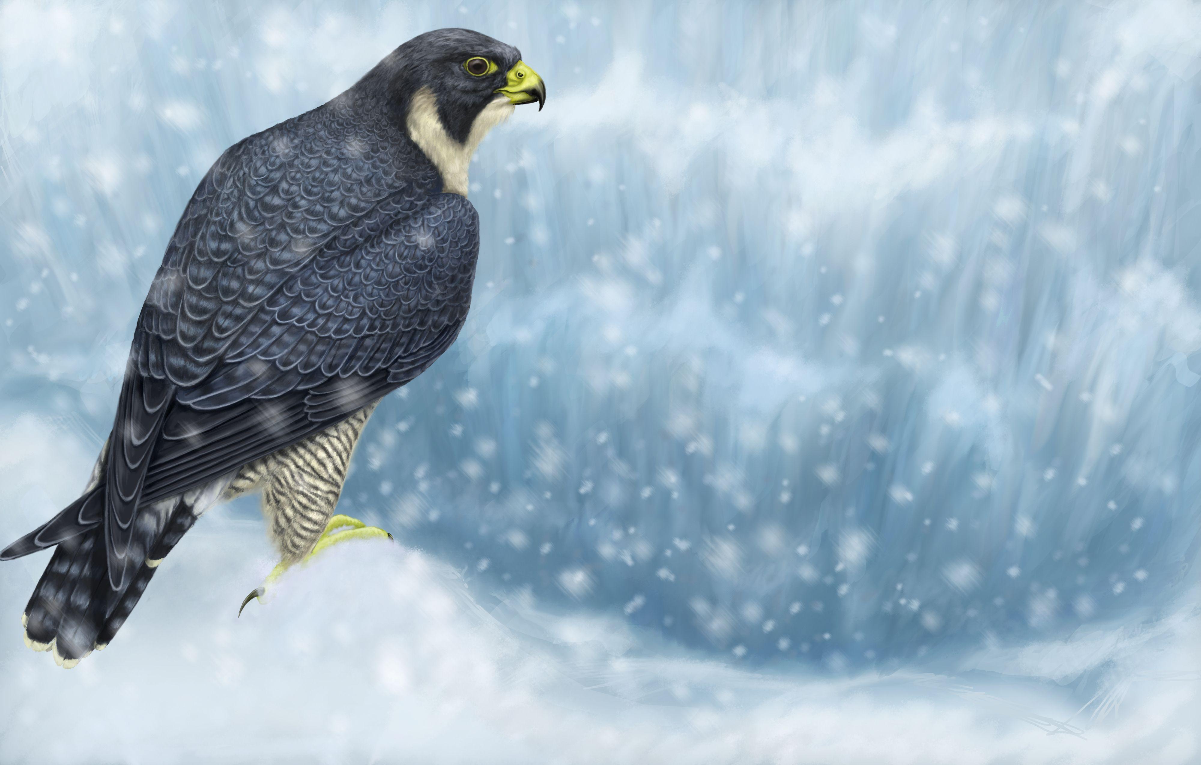 4000x2550 Peregrine Falcon HD Wallpaper and Background