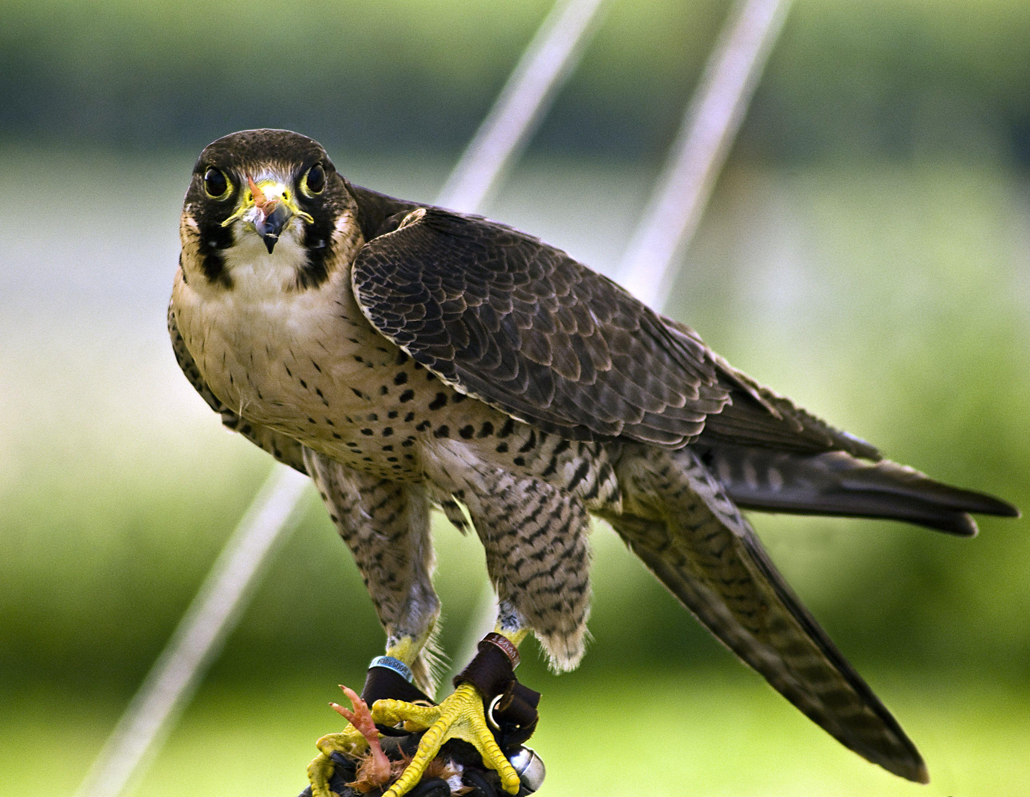 Peregrine Falcon Wallpapers Top Free Peregrine Falcon Backgrounds Wallpaperaccess