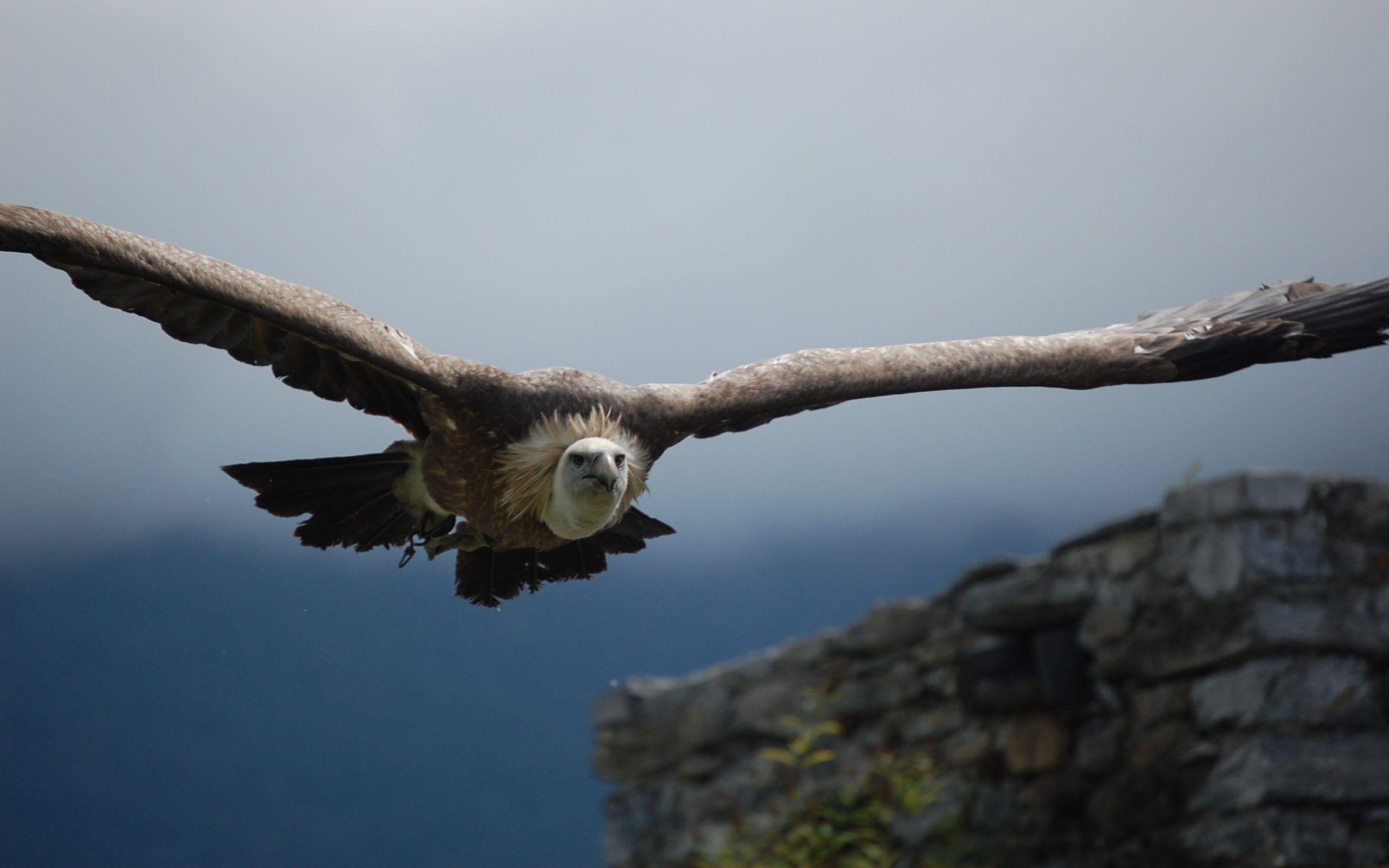 2560x1600 Vulture HD Wallpaper. Background .wall.
