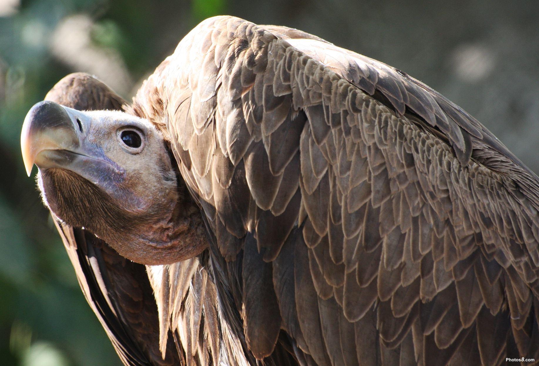 1835x1245 Vulture Wallpaper High Quality