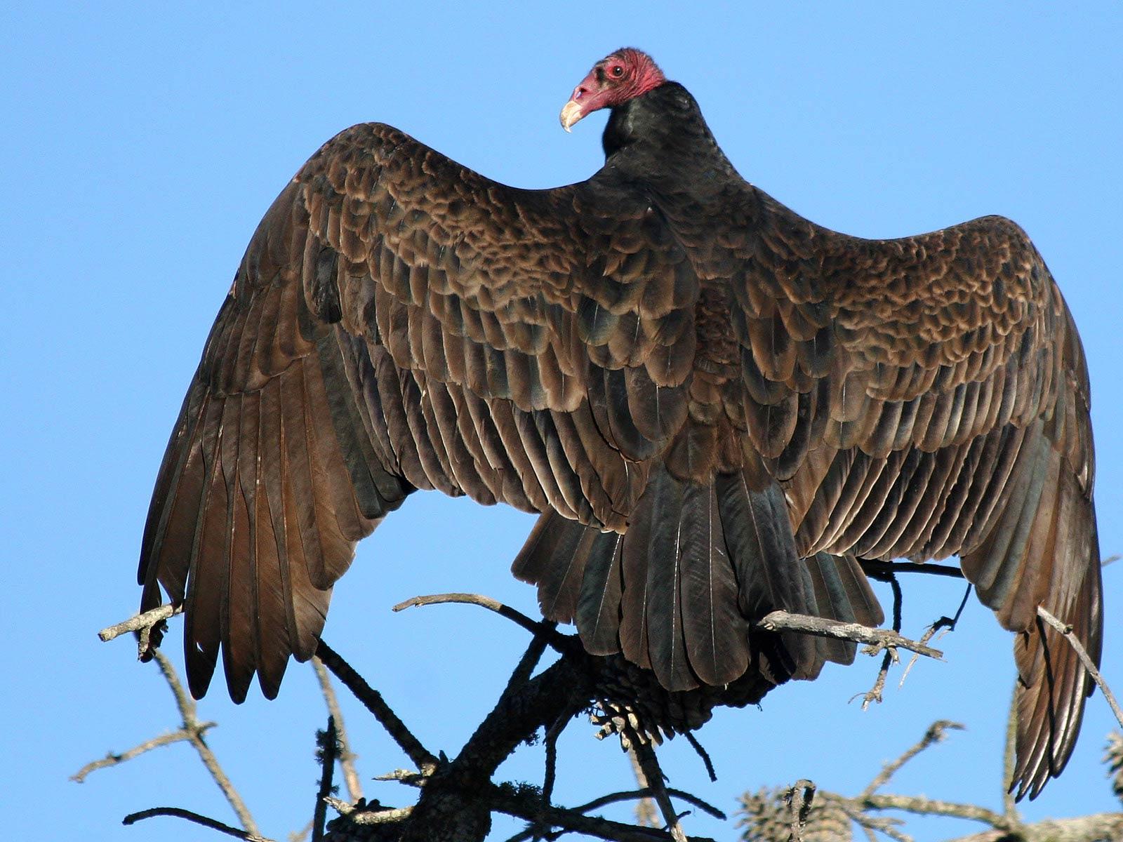 Vulture Wallpapers - Top Free Vulture Backgrounds - WallpaperAccess