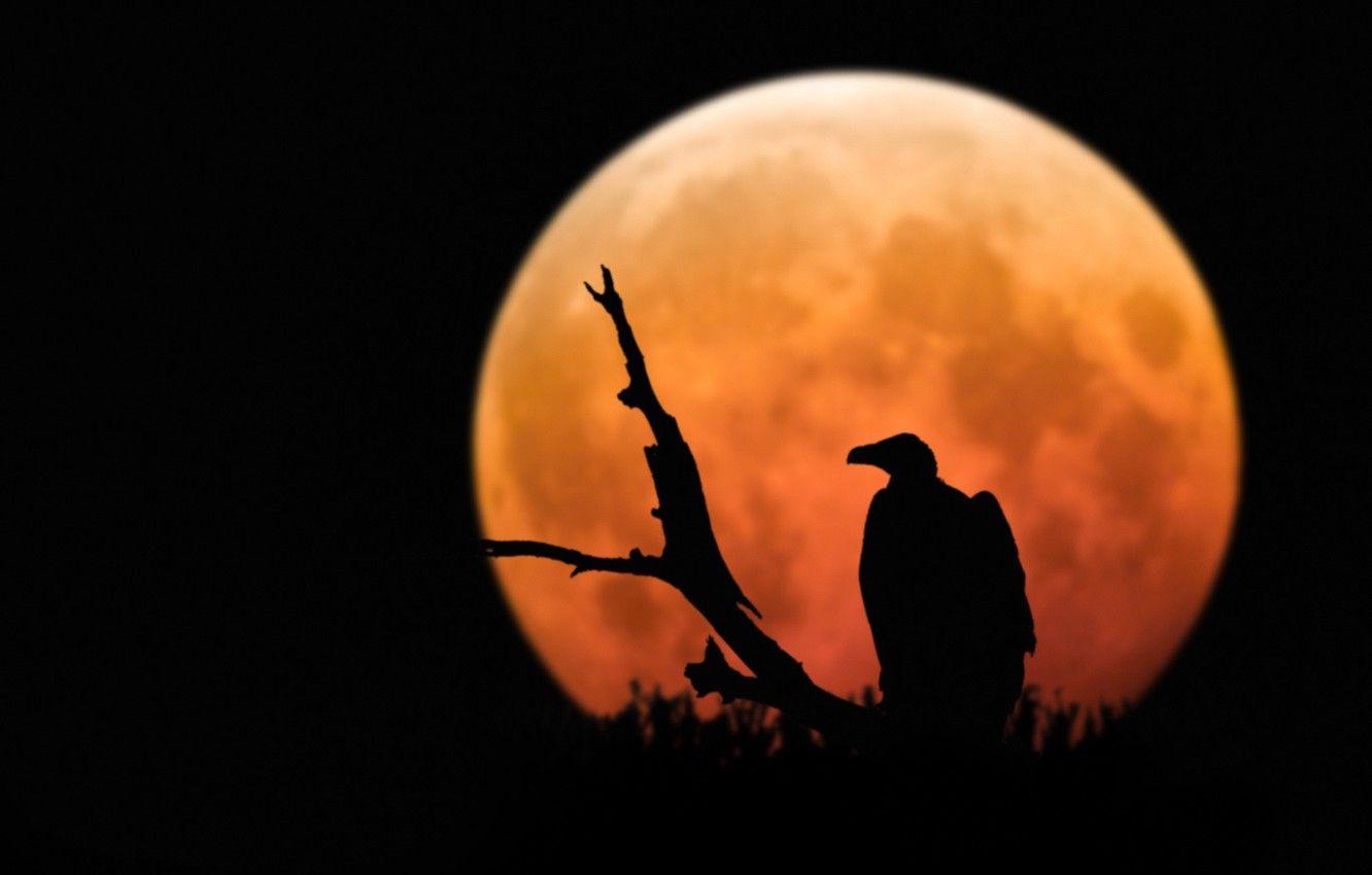 1332x850 Wallpaper moon, raptor, bird, animal, branch, silhouette