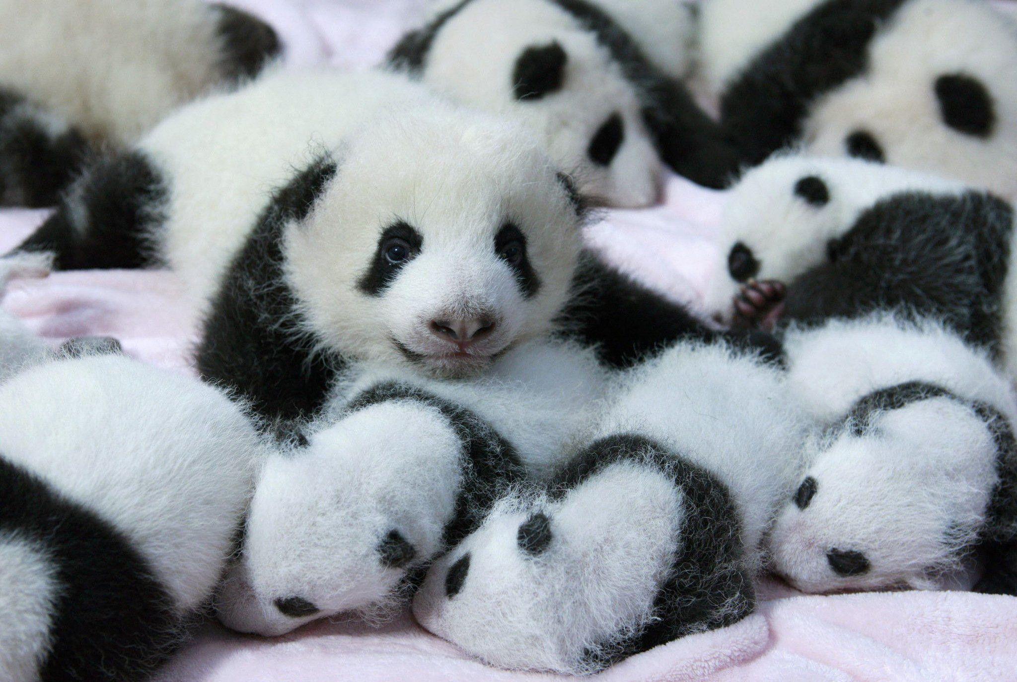 Baby Panda Bear Wallpapers Top Free Baby Panda Bear Backgrounds Wallpaperaccess