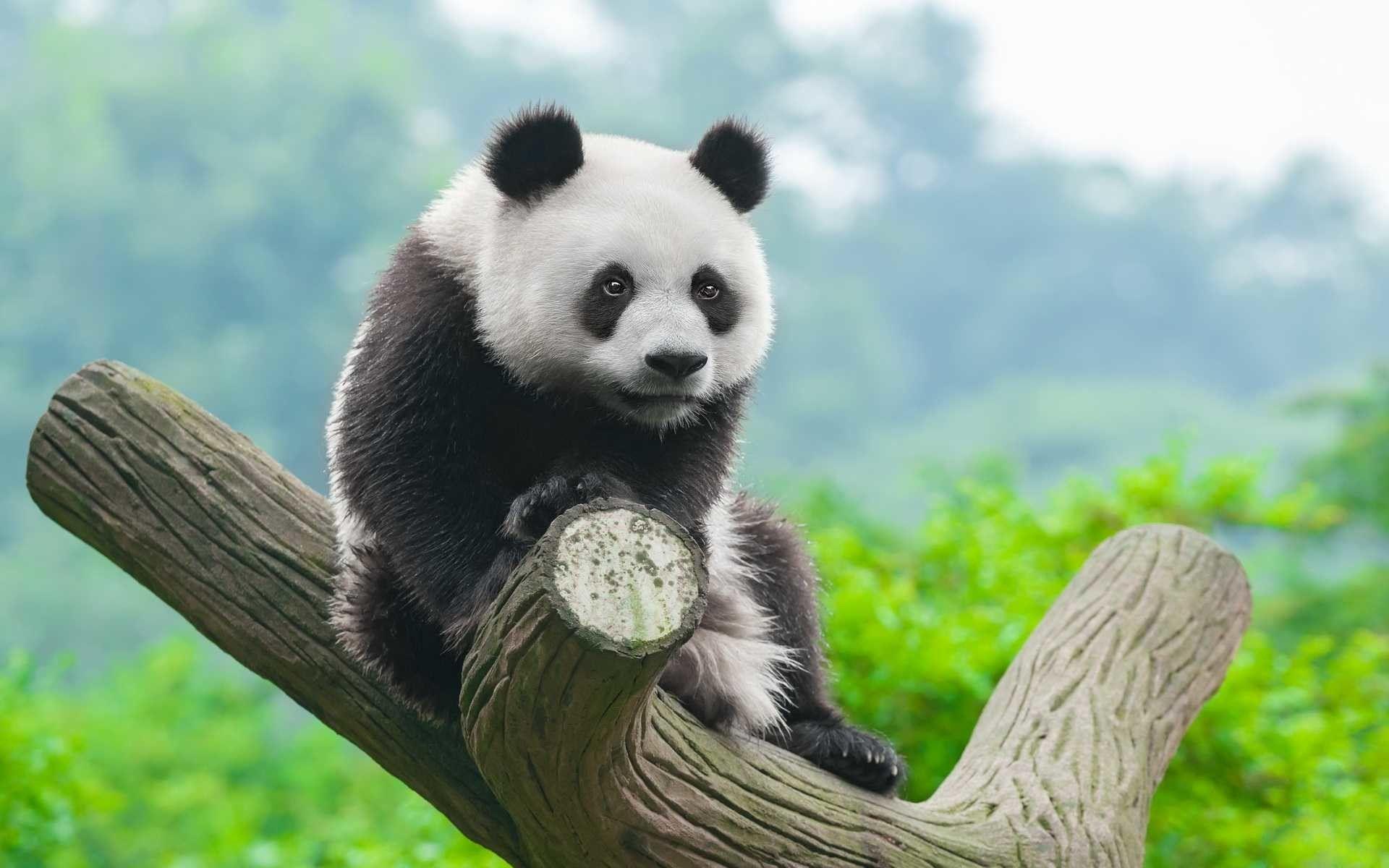 Hình nền gấu Panda 1920x1200