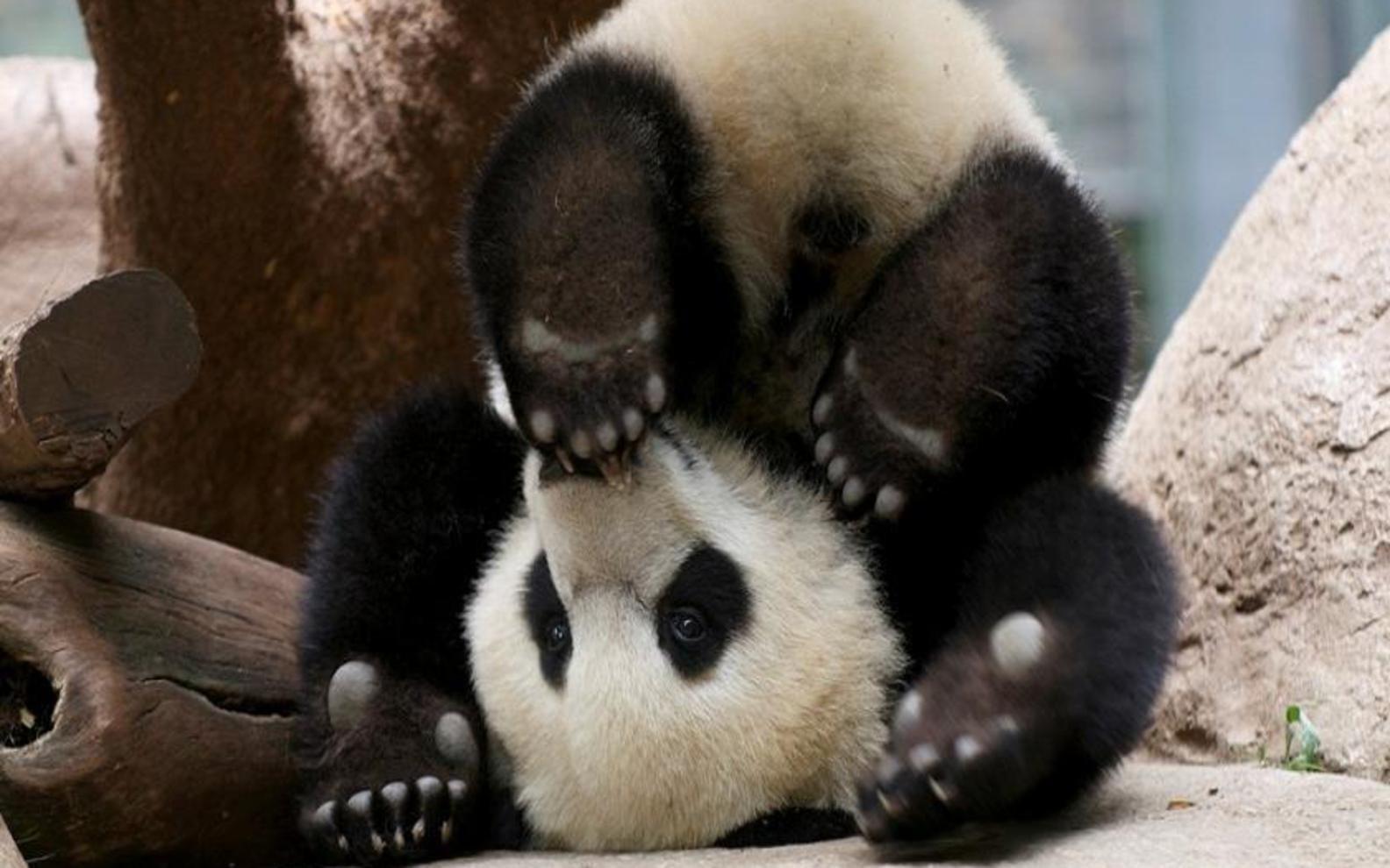 1584x990 Wallpaper For > Baby Panda Bear Wallpaper. ♡Панда