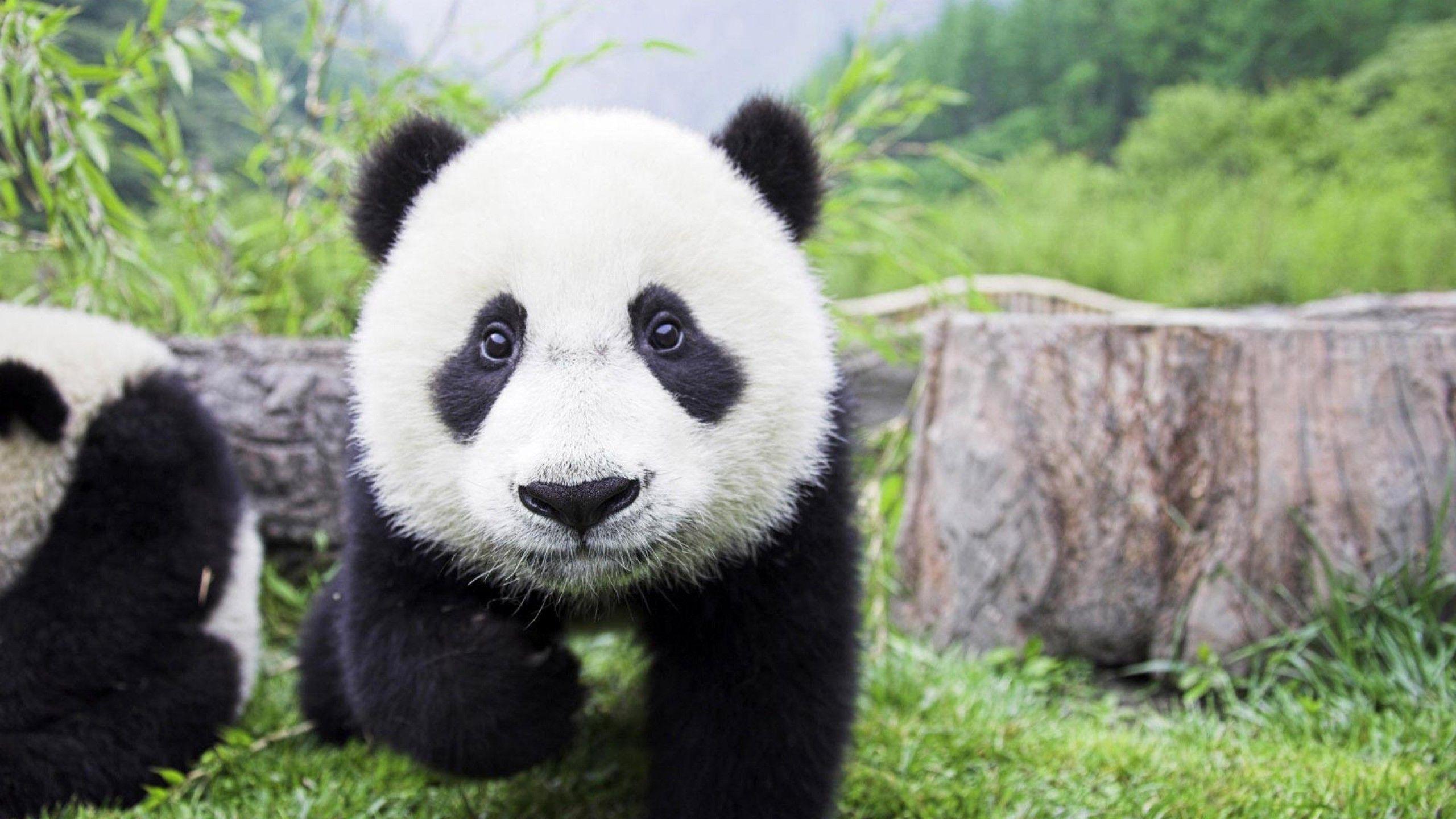 Hình nền gấu Panda 2560x1440