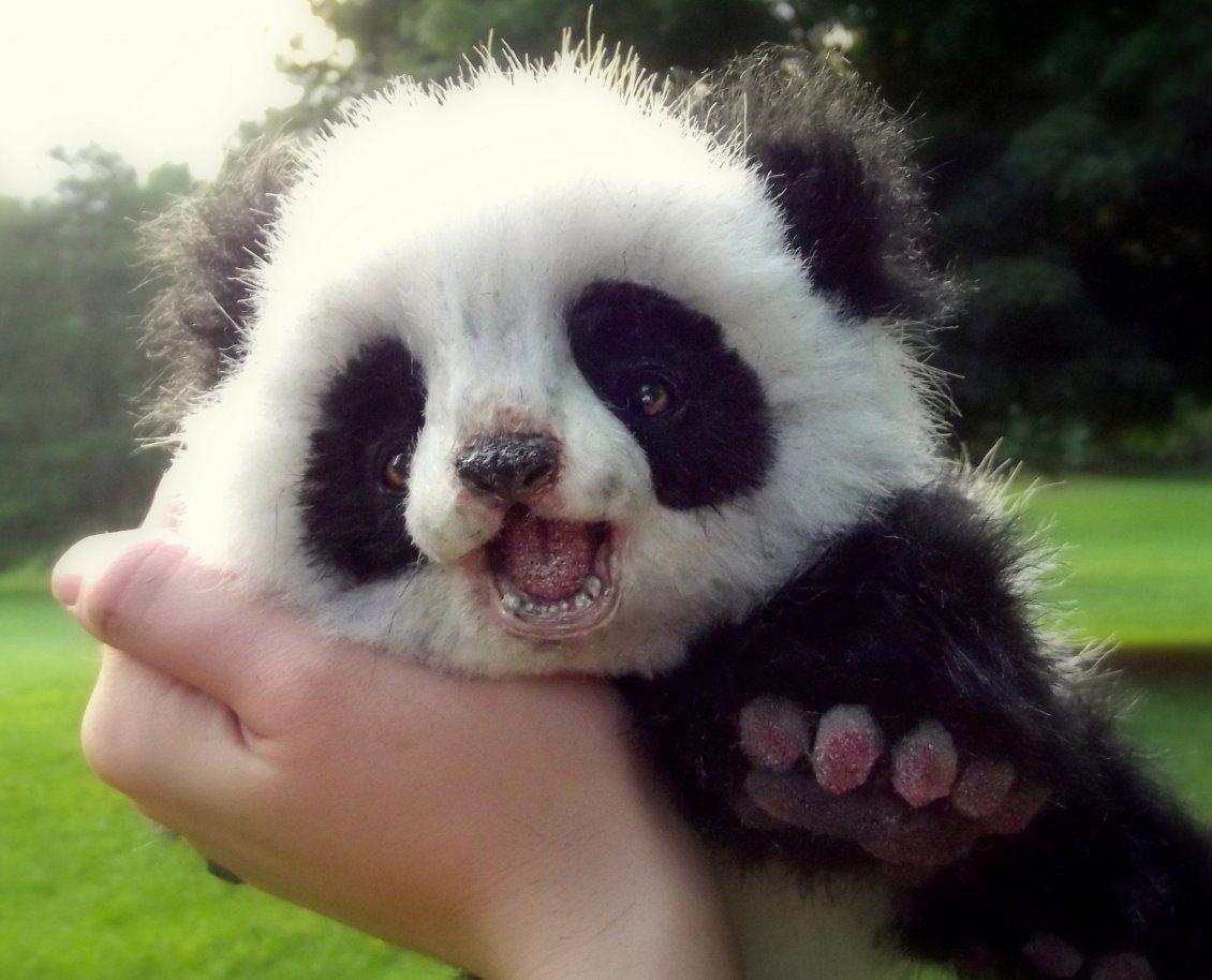 1130x914 Chú gấu panda dễ thương - Hình nền động vật hoang dã https://wallpaperaccess.com/full/1486156.jpg