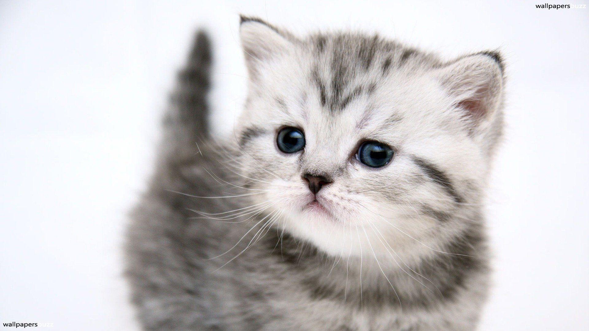 1920x1080 Kittens