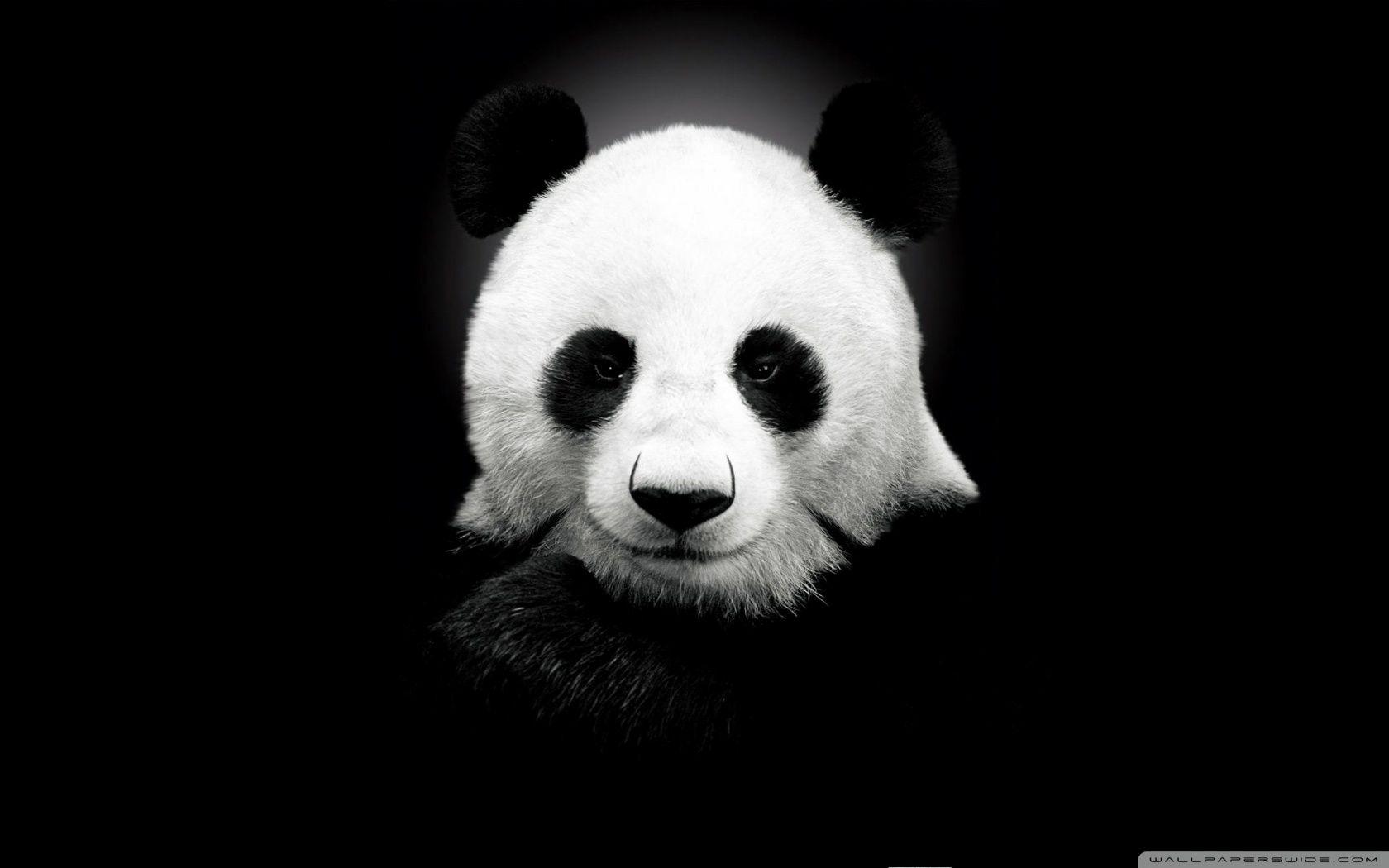 Gấu Panda 1680x1050 ❤ Hình nền máy tính để bàn 4K HD cho TV 4K Ultra HD https://wallpaperaccess.com/full/1486204.jpg
