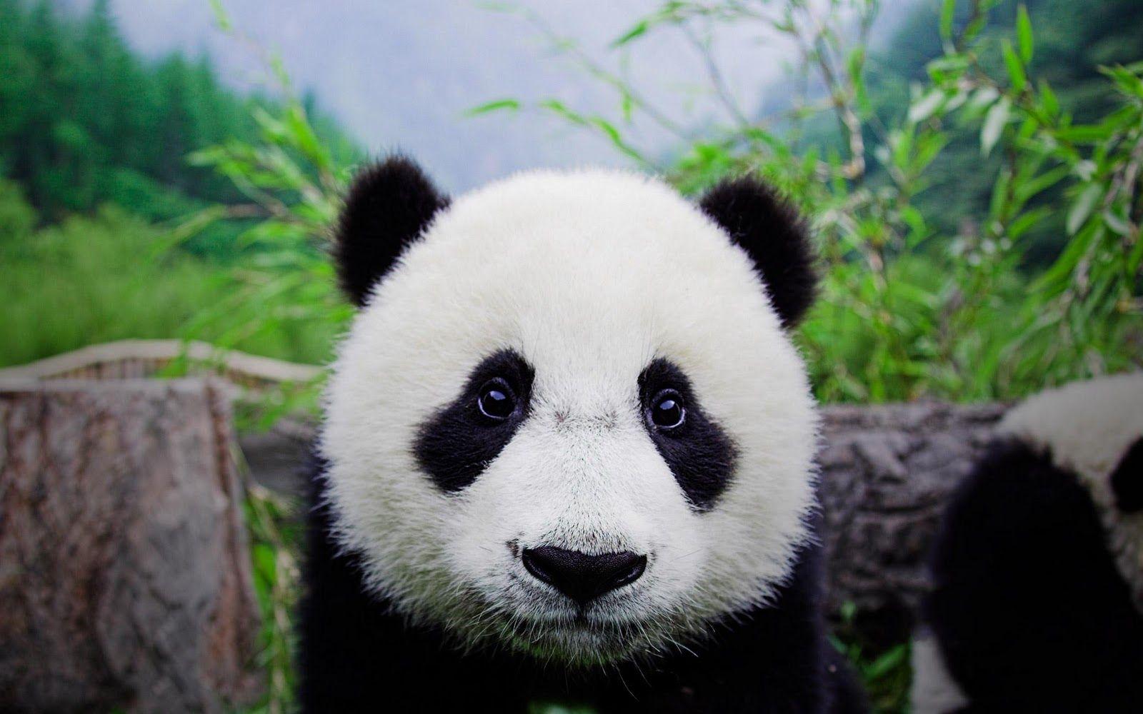 1600x1000 Hình nền Gấu Panda dễ thương