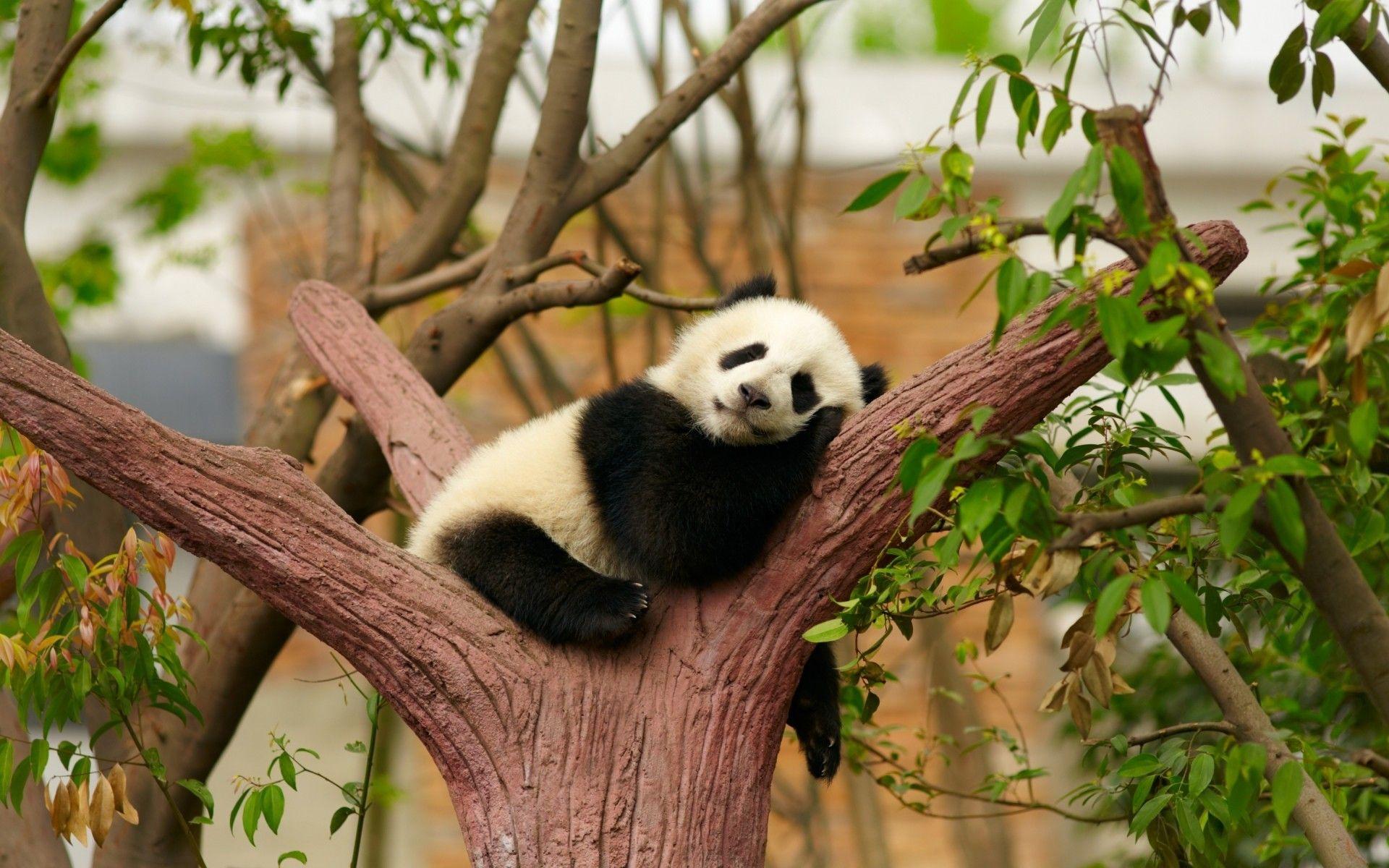 1920x1200 Gấu trúc con https://wallpaperaccess.com/full/1486216.jpg