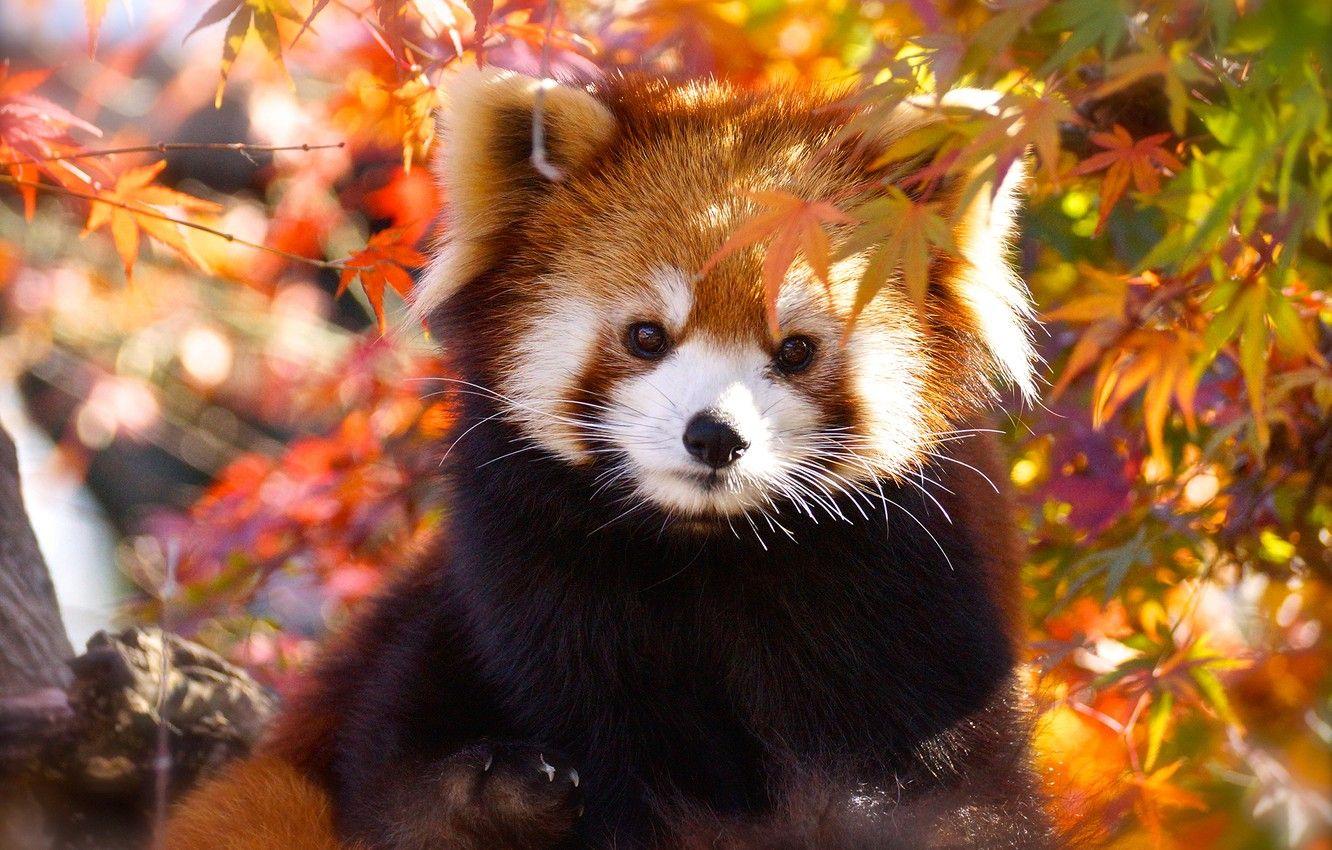 Red Panda Wallpapers - Top Những Hình Ảnh Đẹp