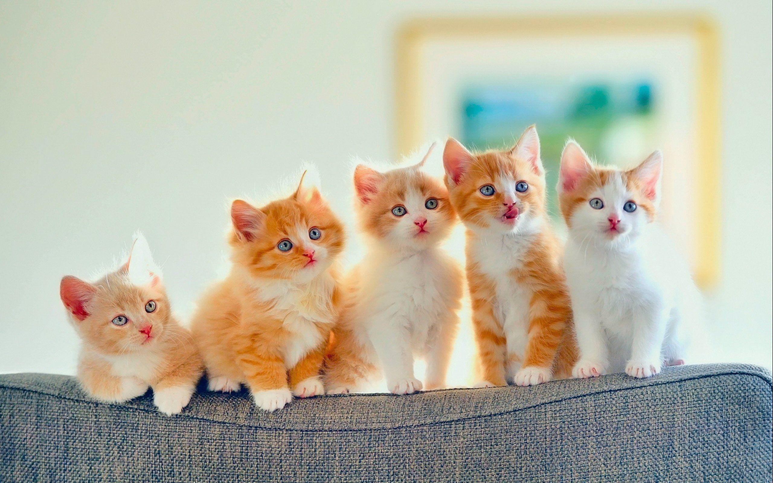 2560x1600 Kittens kitten cat cats baby cute s wallpaperx1600