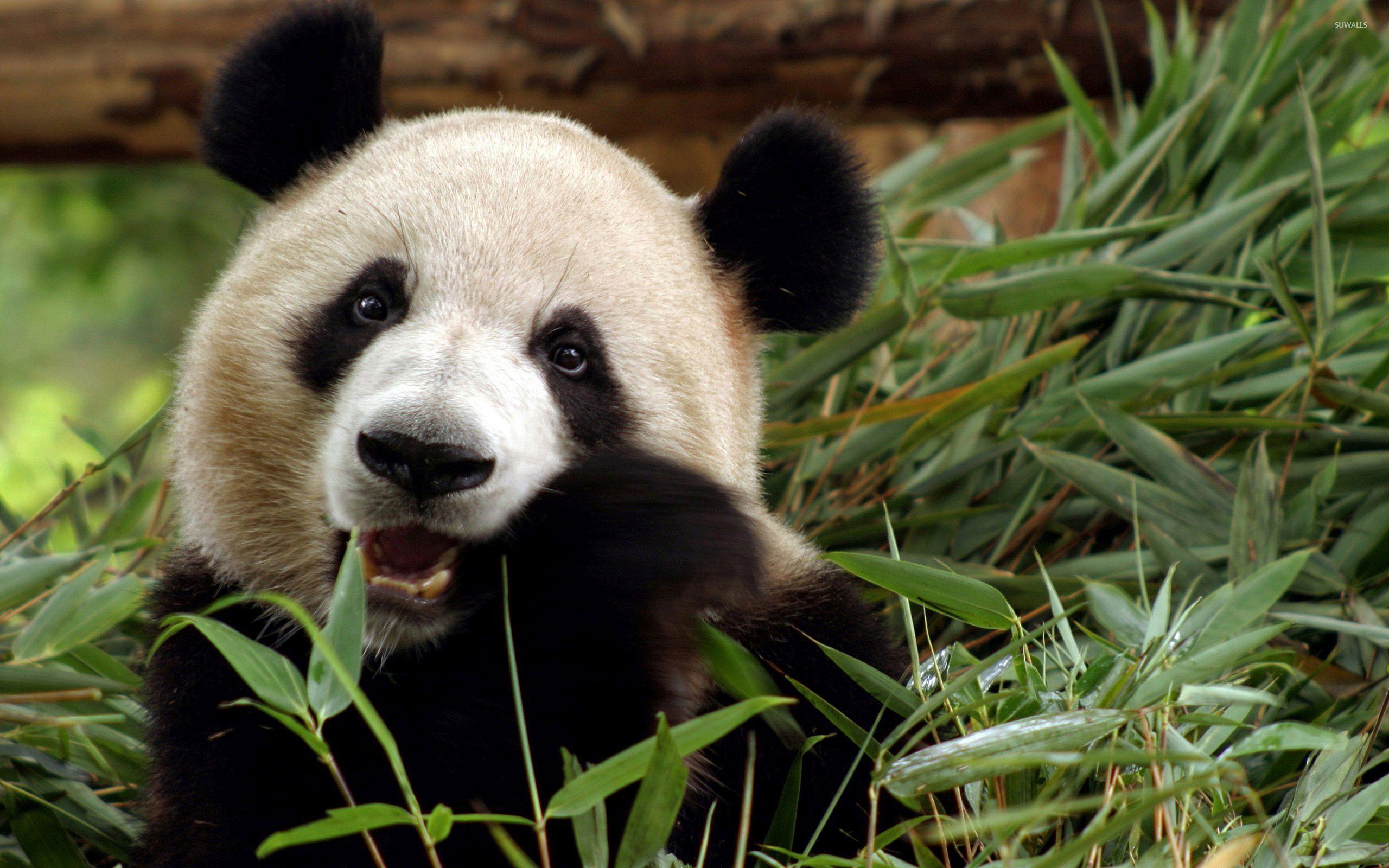 2560x1600 Giant panda wallpaper Animal wallpaper 33214. amazing