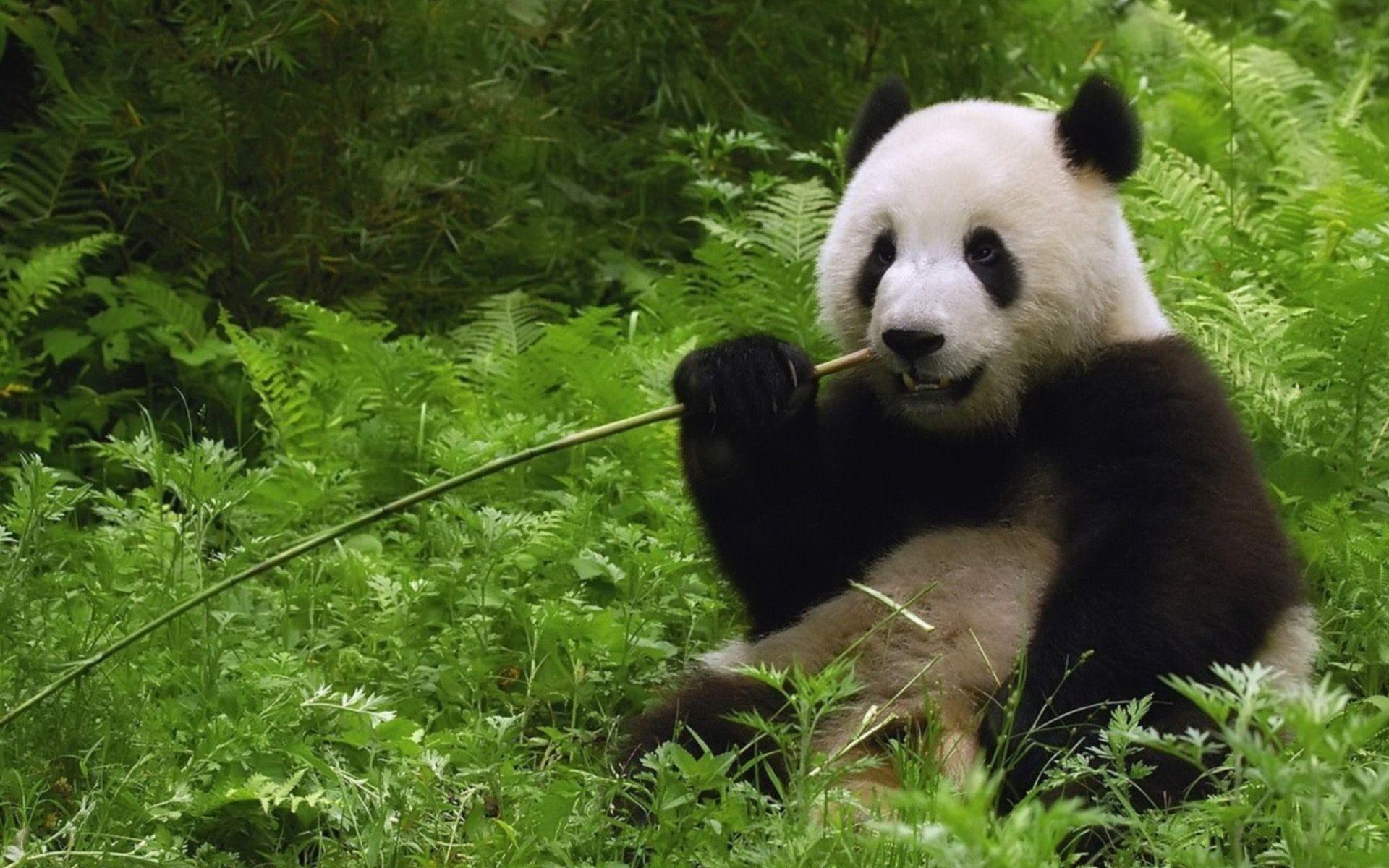 1920x1200 Giant Panda Eating Bamboo wallpaper