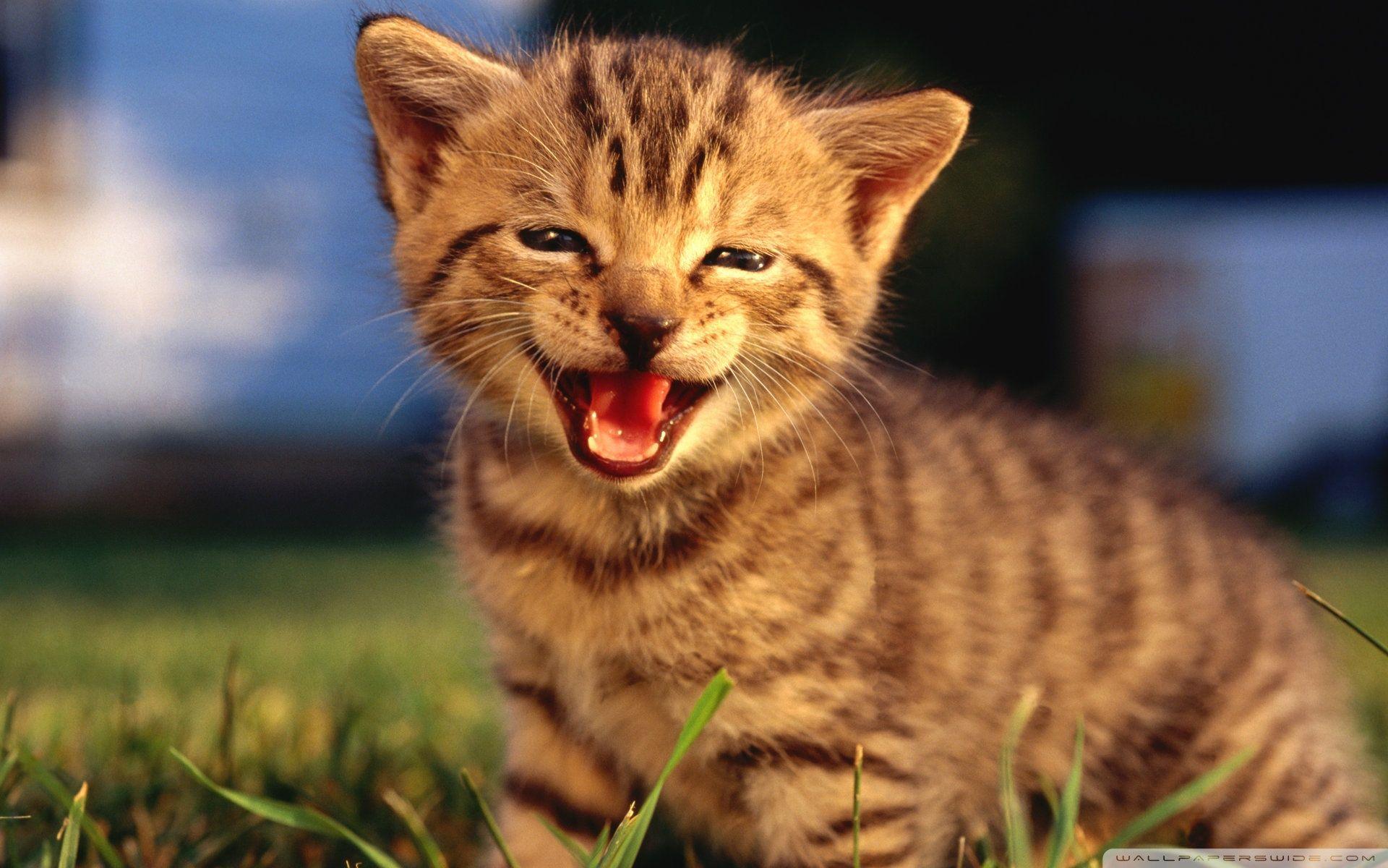 1920x1200 Baby Kitten Crying ❤ 4K HD Desktop Wallpaper for 4K Ultra