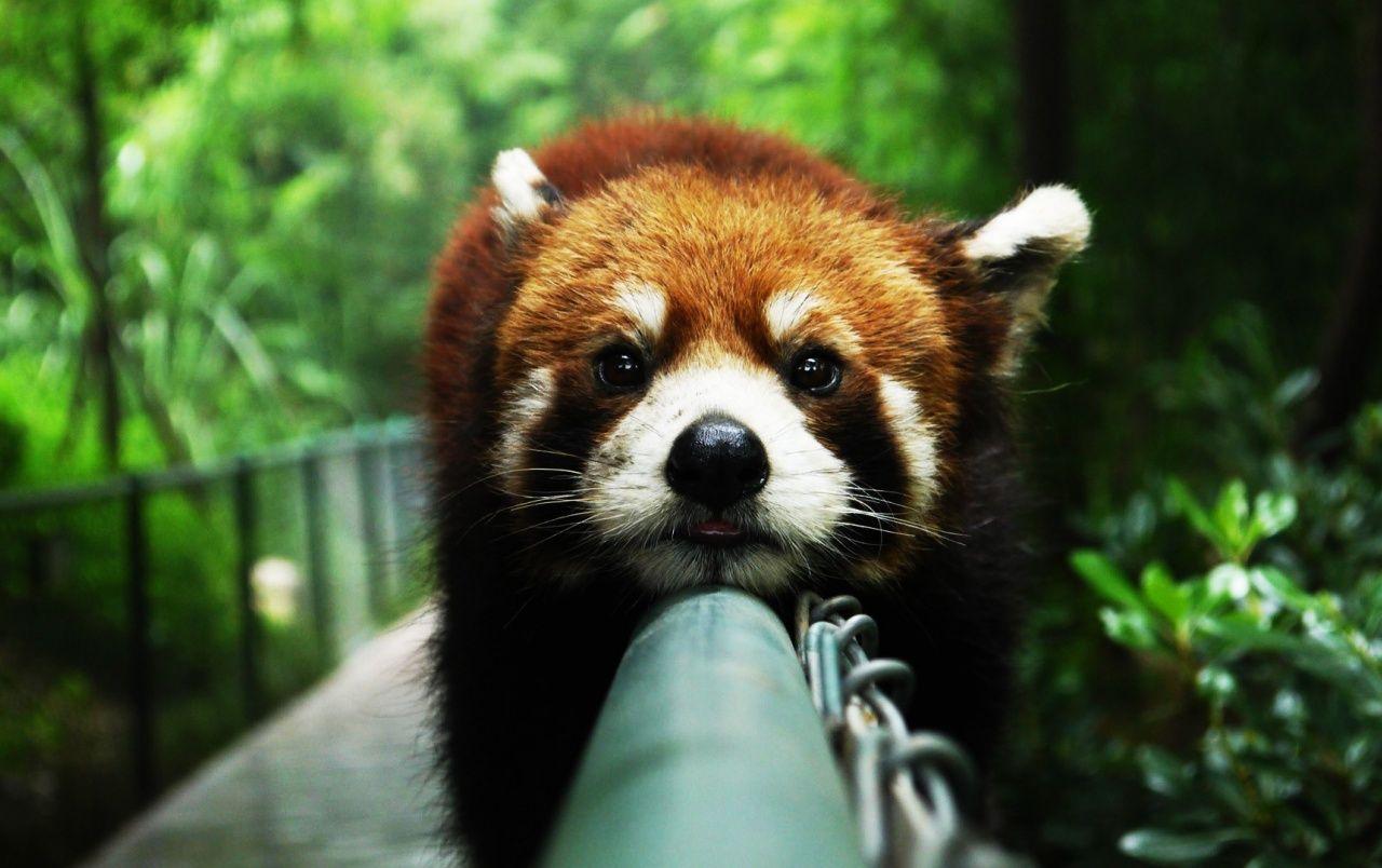 Red Panda Wallpapers - Top Free Red Panda Backgrounds - WallpaperAccess
