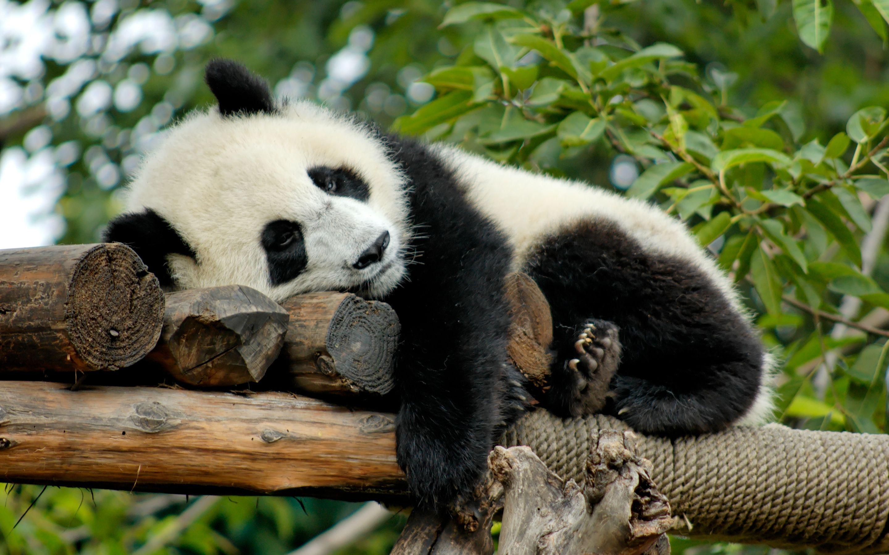 Sleeping Panda Wallpapers - Top Free Sleeping Panda Backgrounds ...