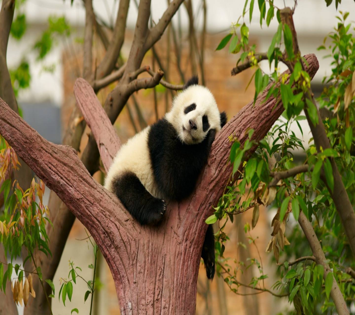 Sleeping Panda Wallpapers - Top Free Sleeping Panda Backgrounds ...