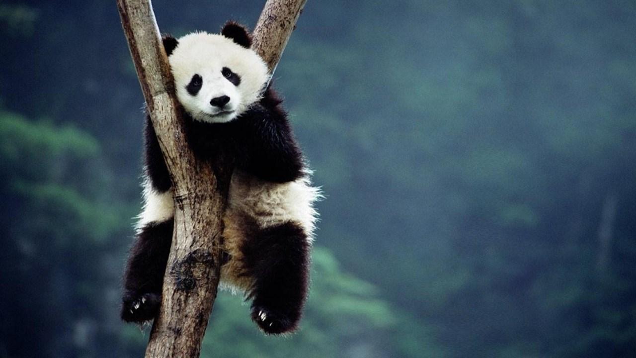 Hình nền gấu trúc con 1280x720 dành cho Android https://wallpaperaccess.com/full/1486263.jpg