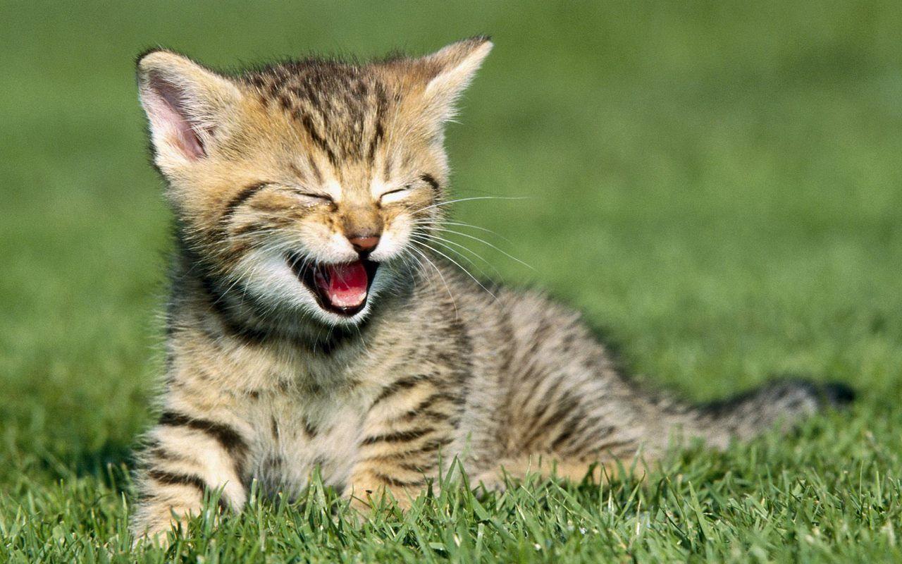 1280x800 Baby Kitten Wallpaper Wallpaper 1280x800