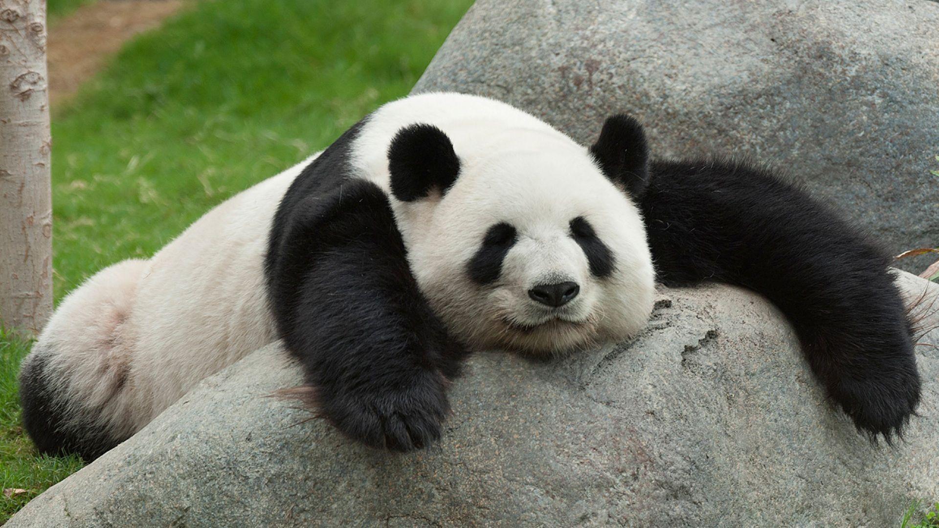 Sleeping Panda Wallpapers Top Free Sleeping Panda Backgrounds Wallpaperaccess