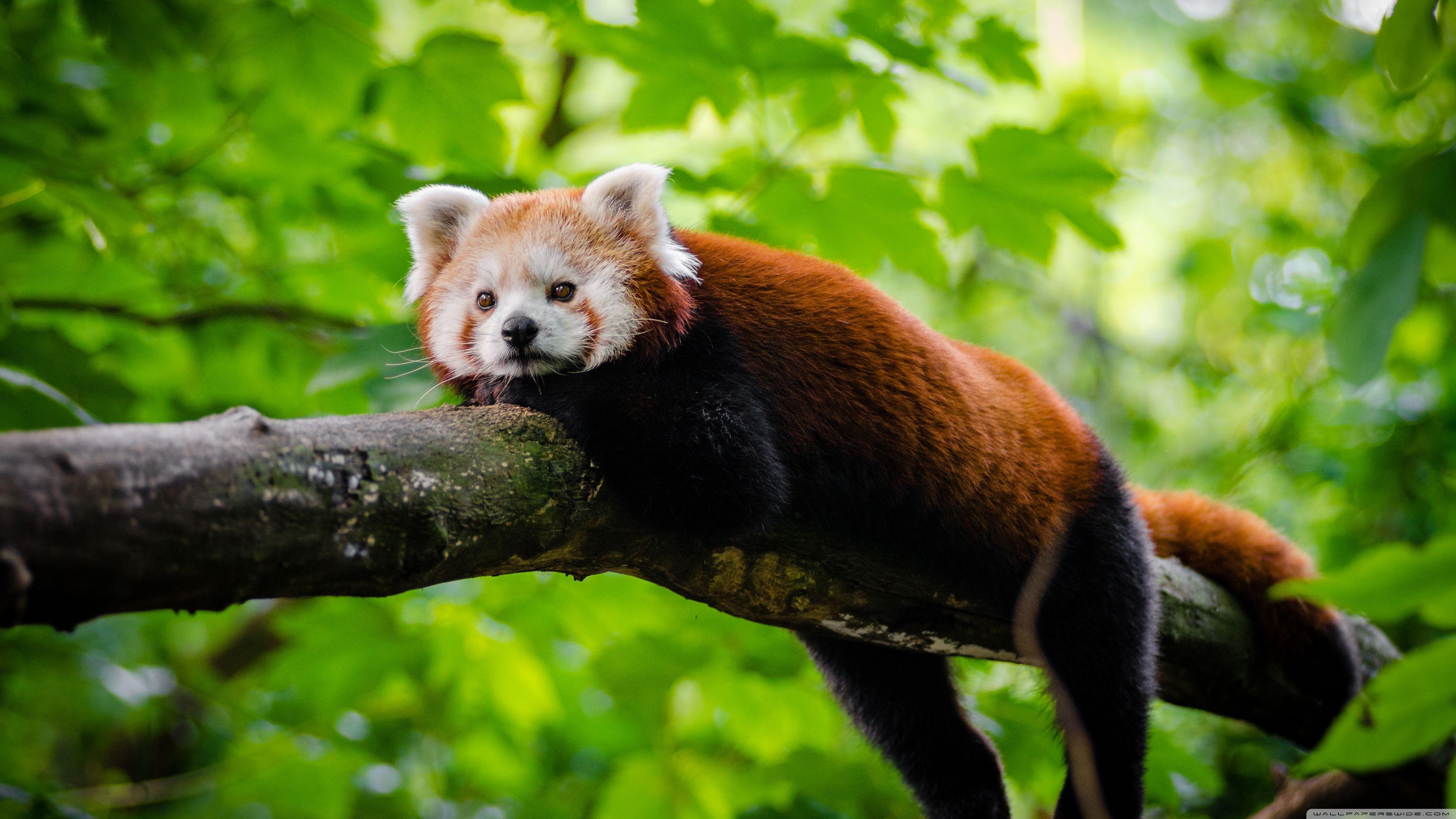 Red Panda Wallpapers - Top Free Red Panda Backgrounds - WallpaperAccess