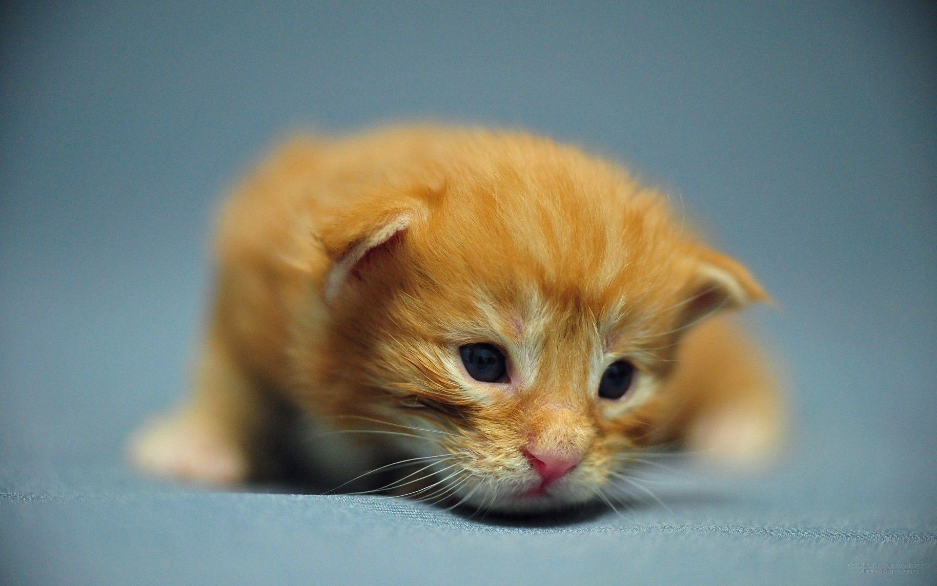 1920x1200 Baby Kittens Wallpaper