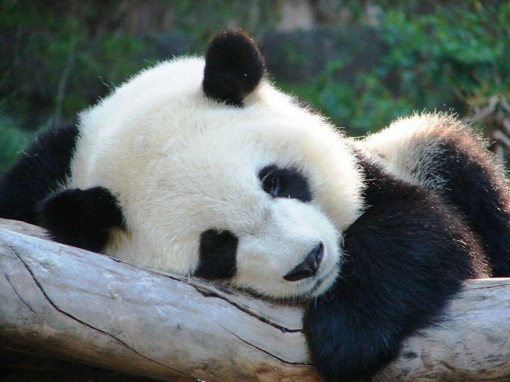Sleeping Panda Wallpapers Top Free Sleeping Panda Backgrounds
