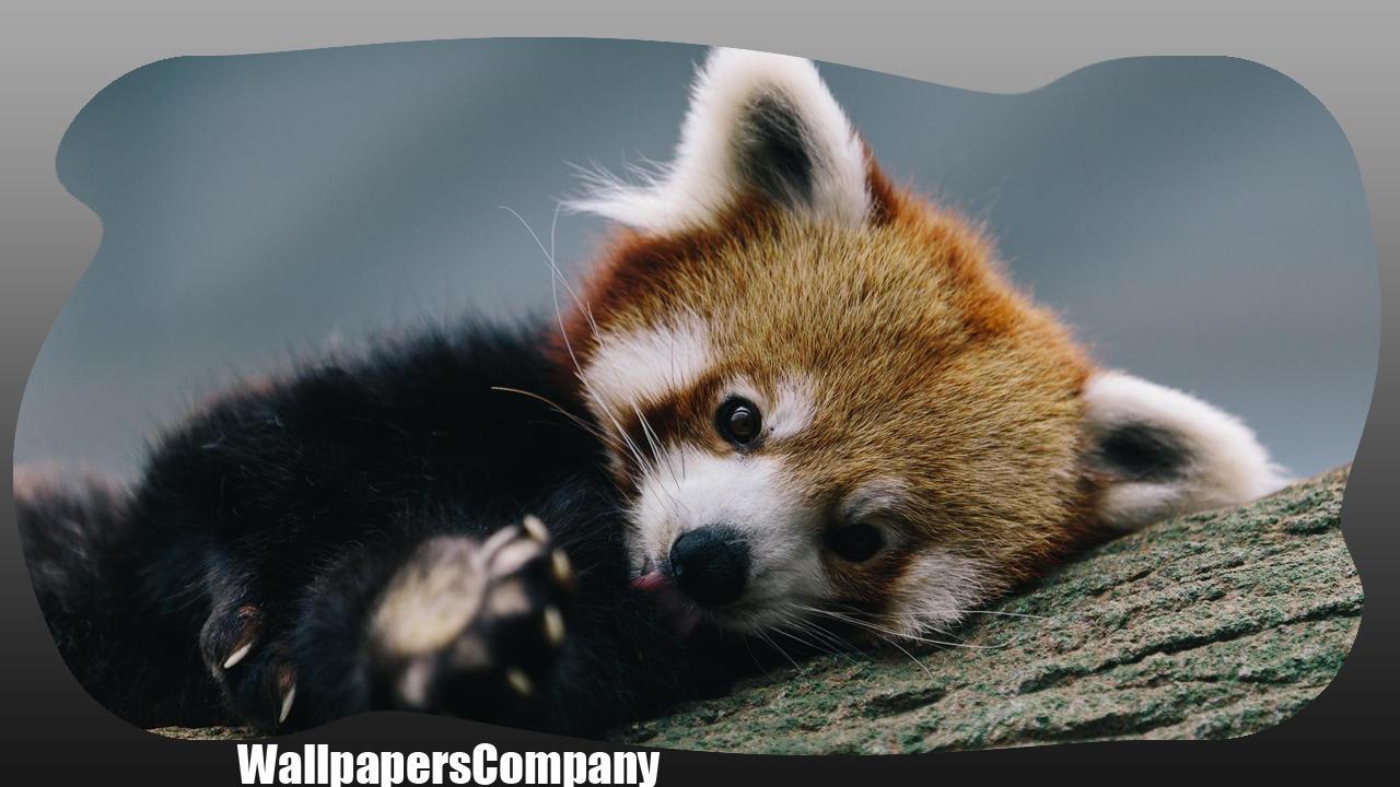 Young red panda sitting on tree branch generated by AI 24576257 Stock Photo  at Vecteezy