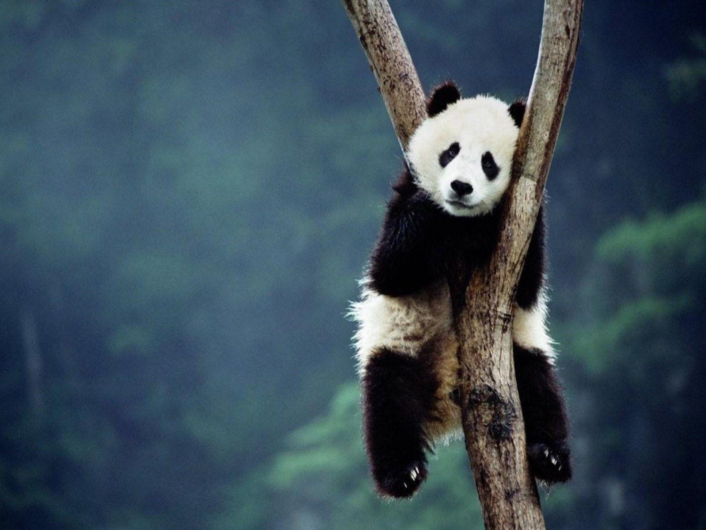 Sleeping Panda Wallpapers Top Free Sleeping Panda Backgrounds