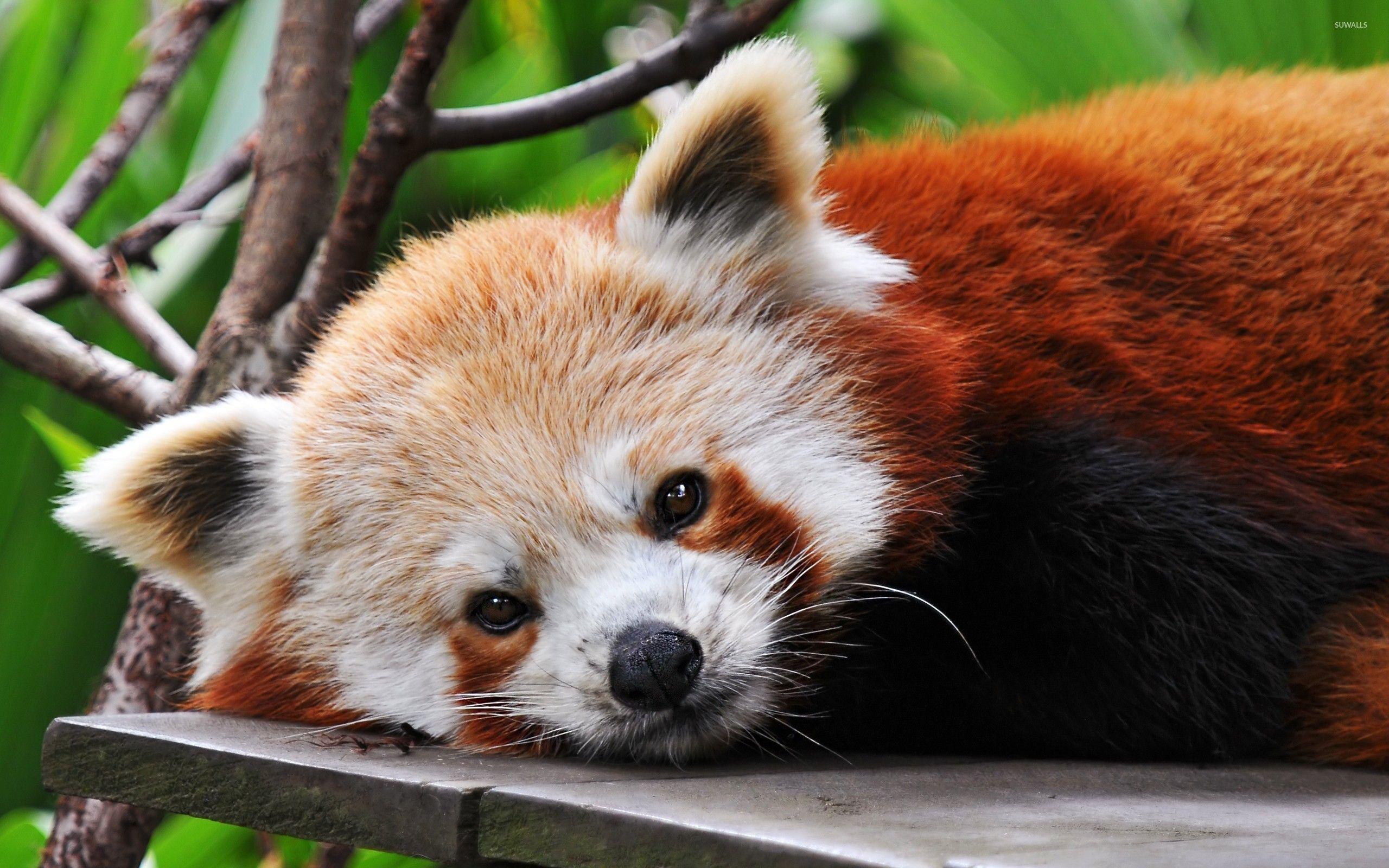 2560x1600 Red Panda Wallpaper 9 X 1600