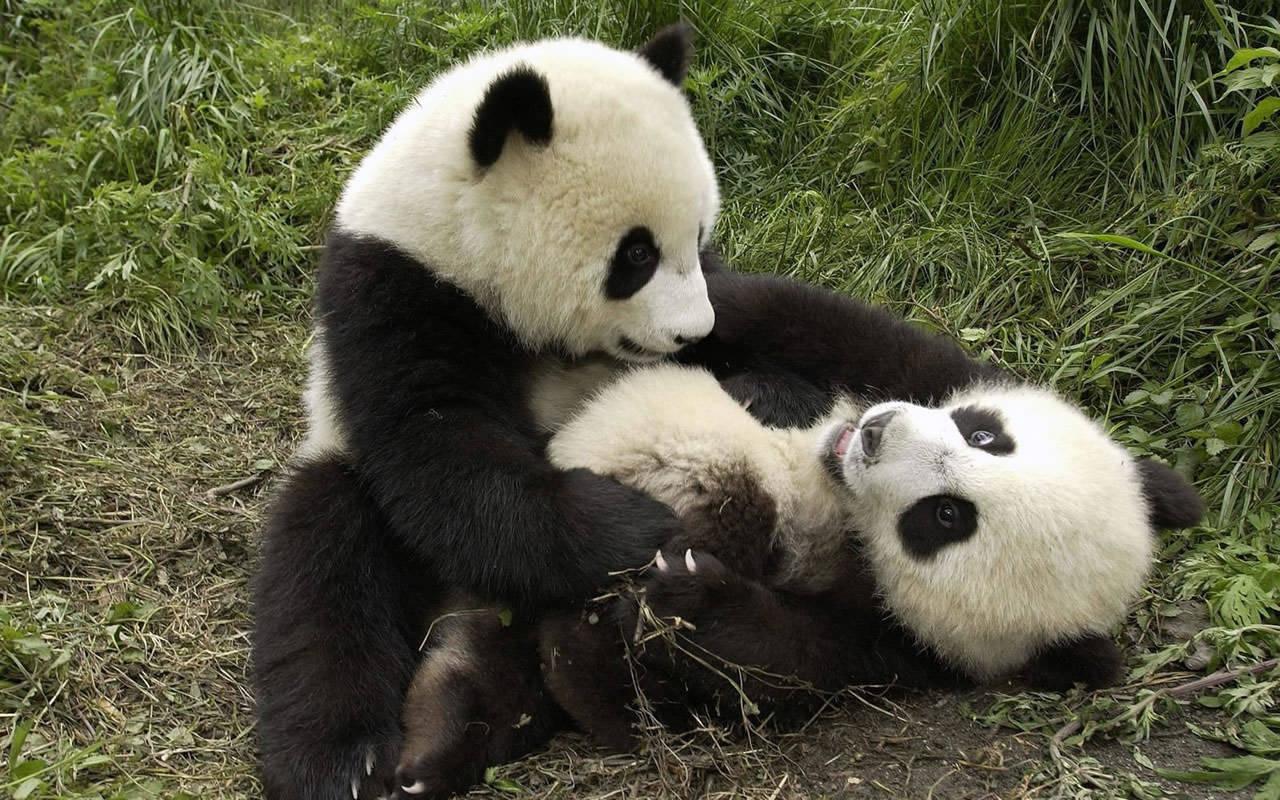 Hình nền động vật dễ thương cho bé 1280x800 Bear Panda - Panda Bears Hong
