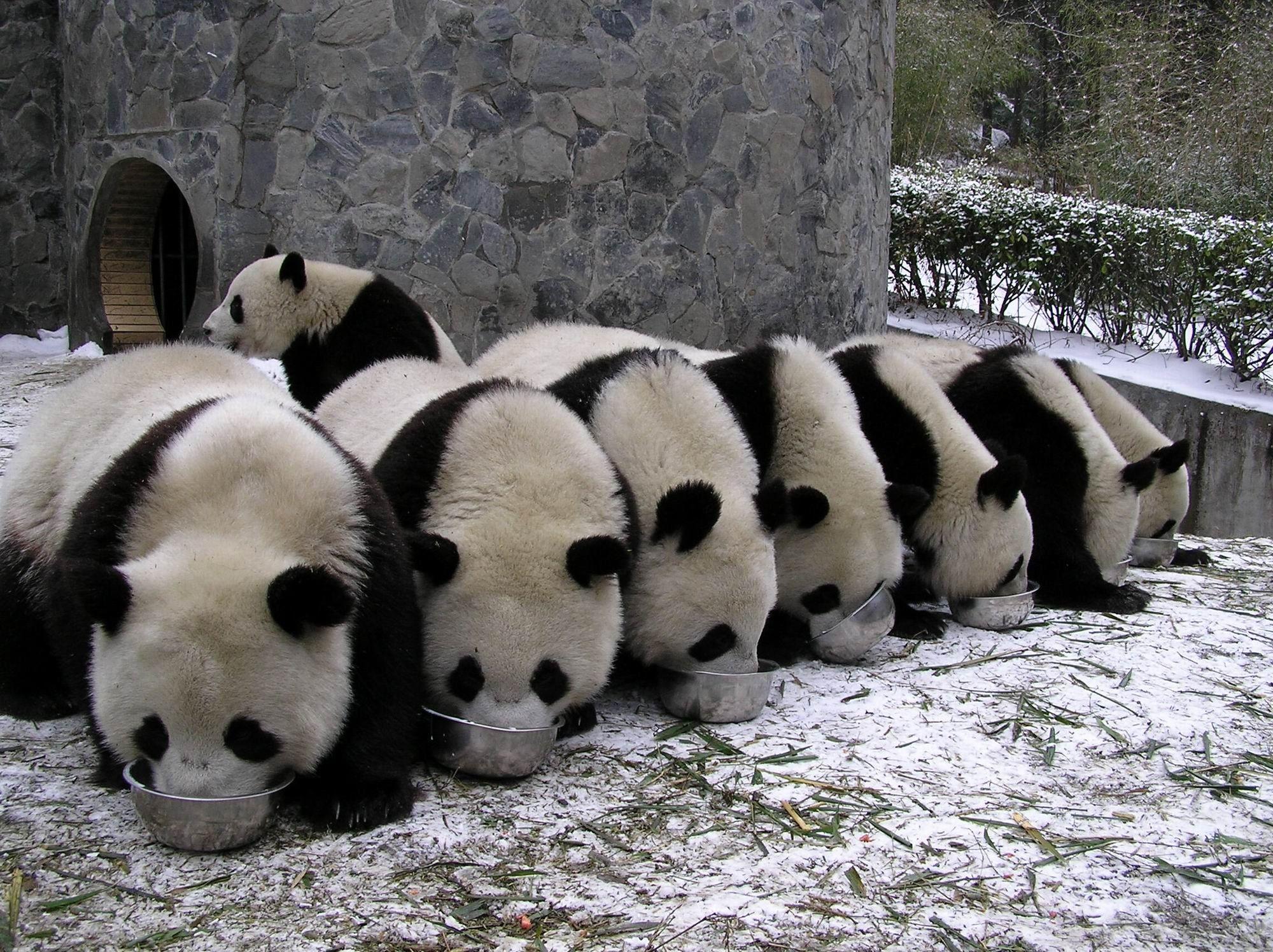 2000x1496 panda, Pandas, Baer, Bears, Baby, Cute, 32 Wallpaper HD