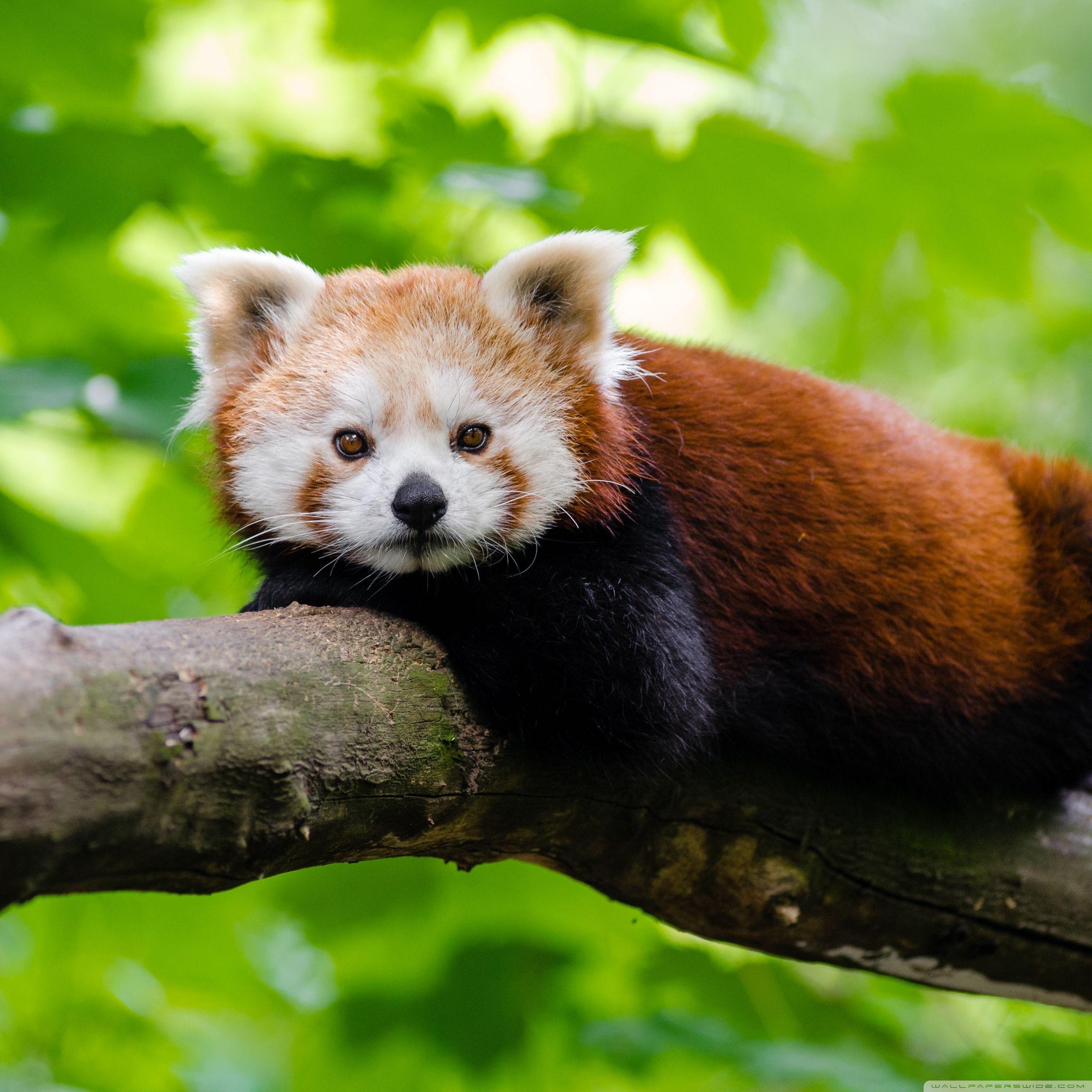 Red Panda Wallpapers - Top Free Red Panda Backgrounds - WallpaperAccess