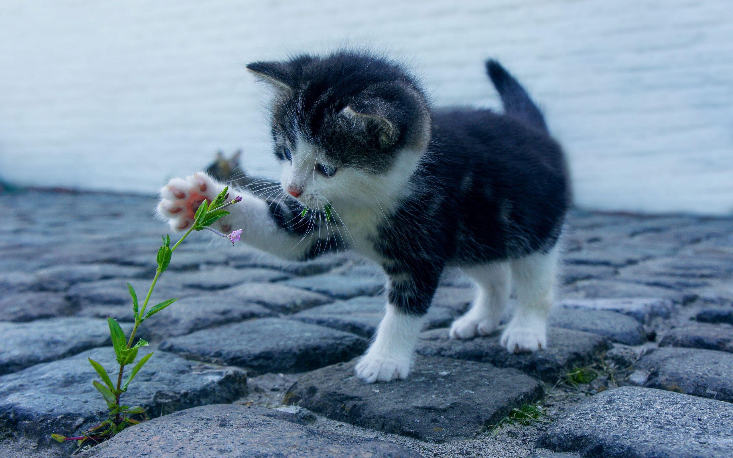 2560x1600 Kitten Flower Cute Baby Wallpaper Desktop Picture HD