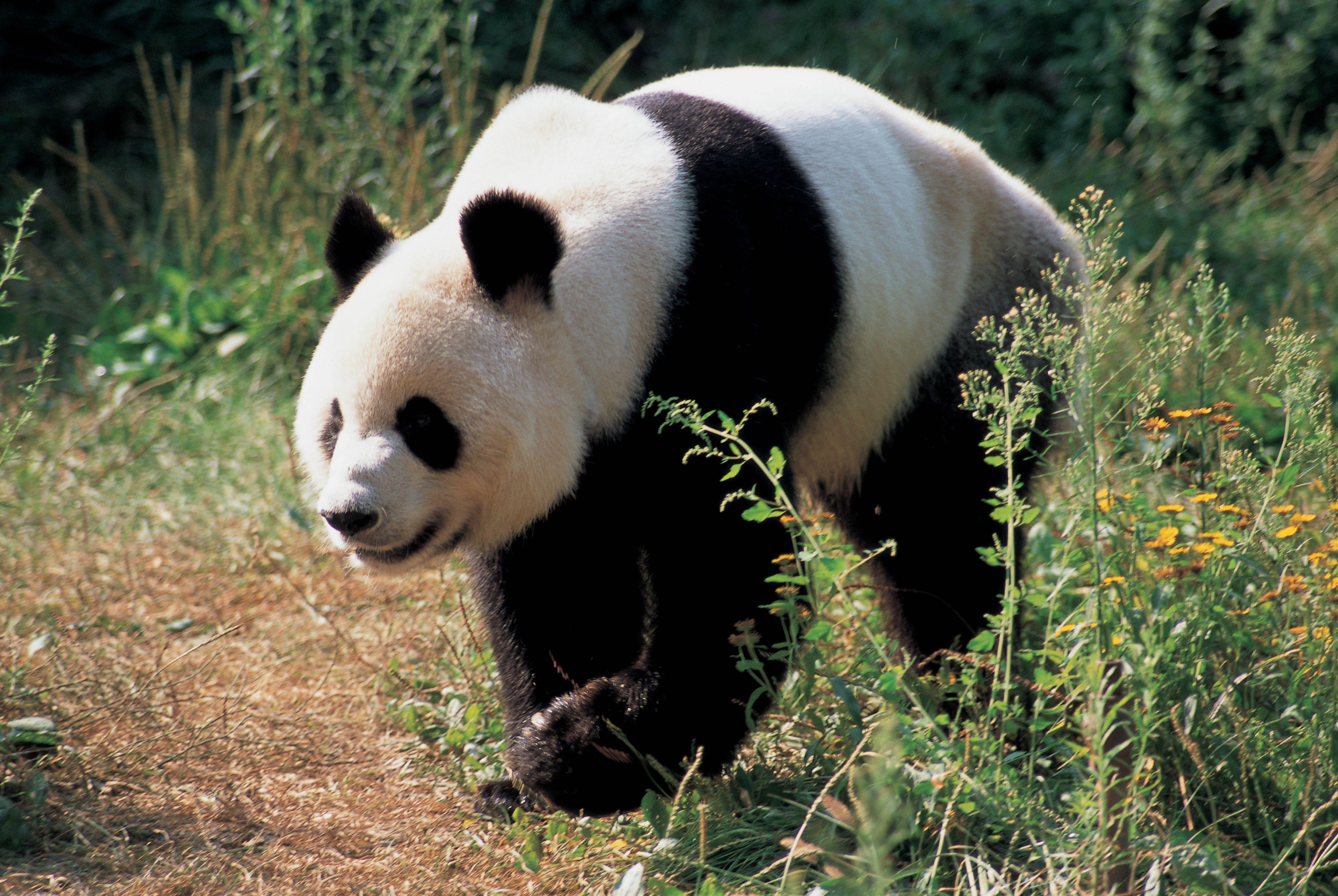 5110x3420 Giant Panda Wallpaper, Picture, Image