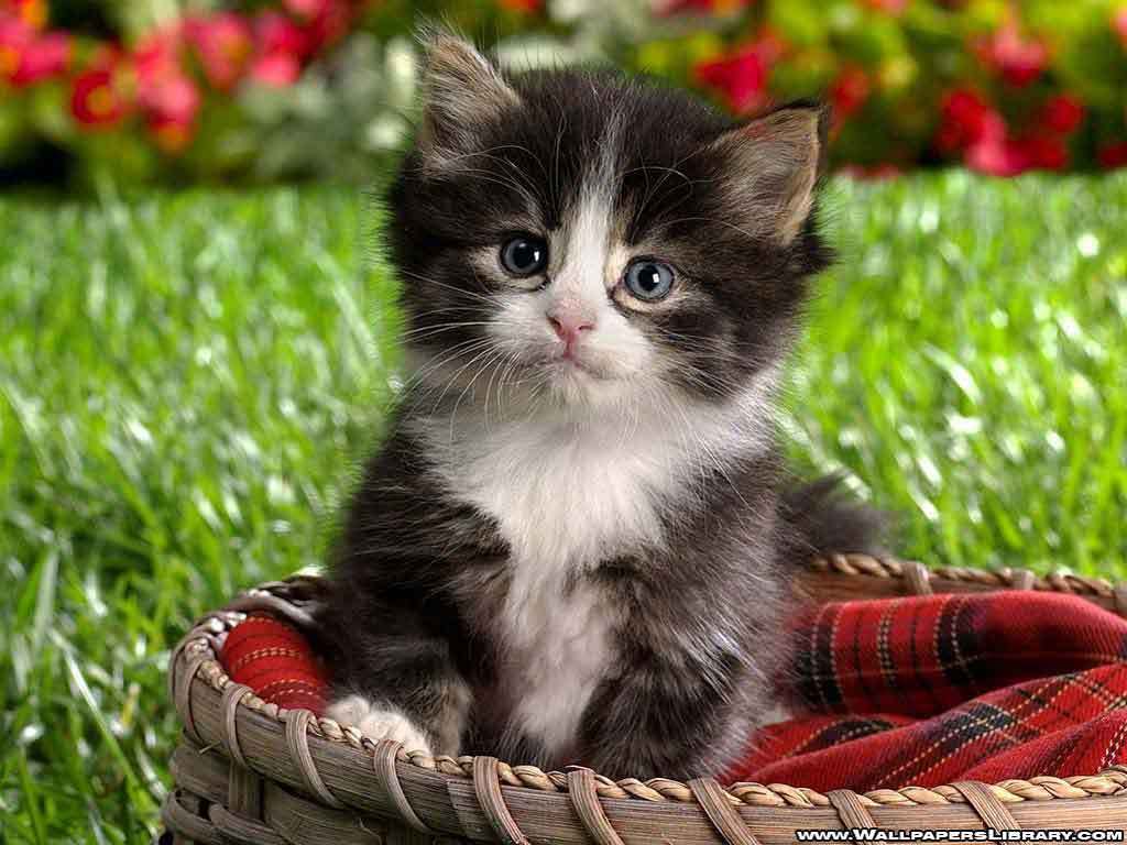 1024x768 Cute Baby Cats Wallpaper