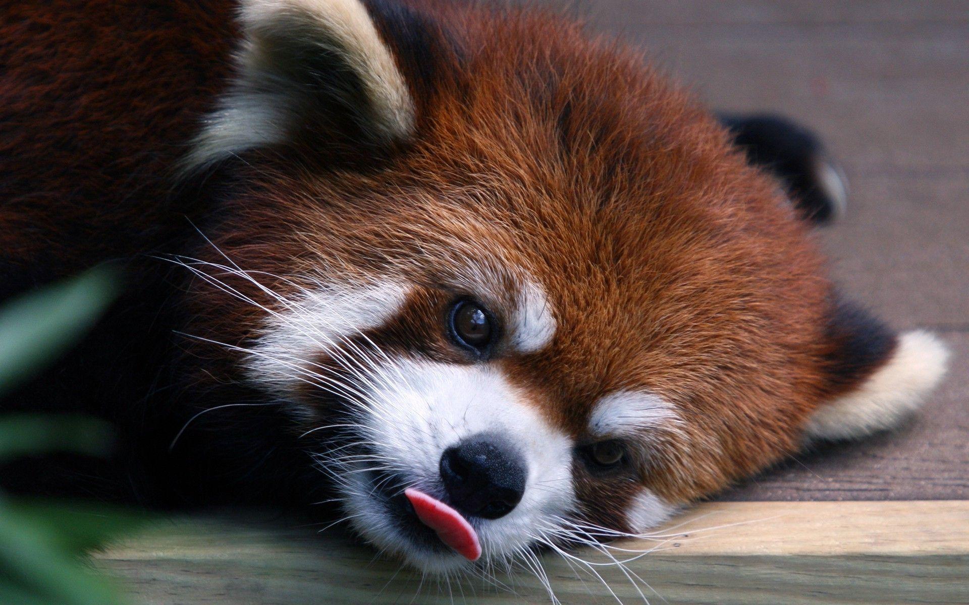 Red Panda Wallpapers Top Free Red Panda Backgrounds Wallpaperaccess