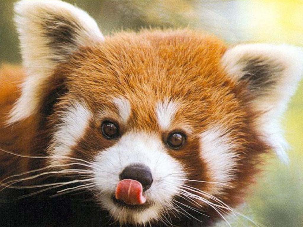 1024x768 Wallpaper Red Panda 119.74 Kb