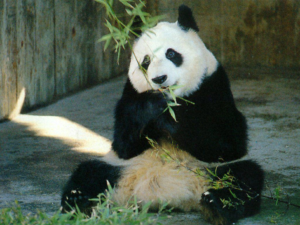 1024x768 Giant Panda wallpaperx768