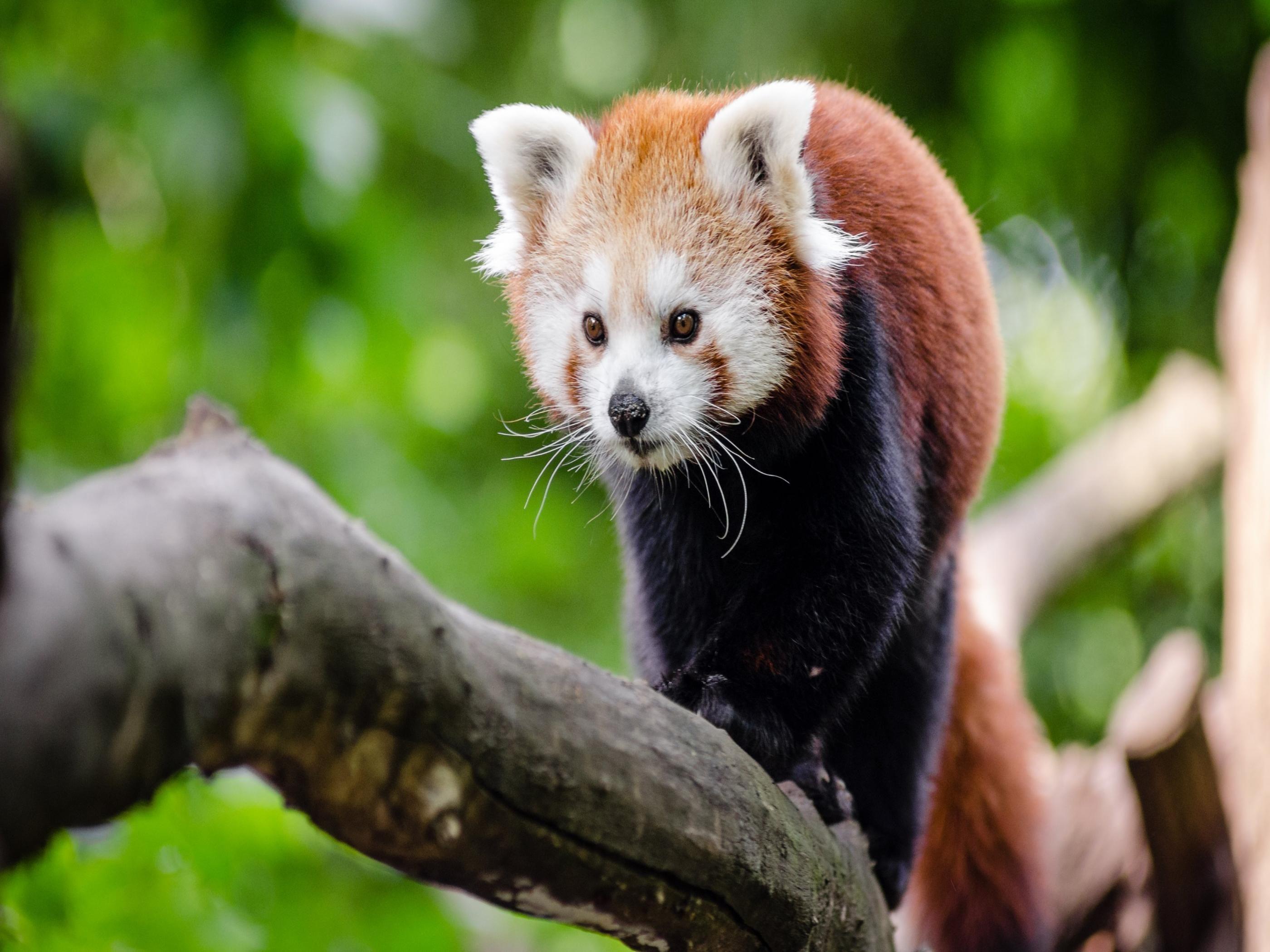 Red Panda Wallpapers - Top Free Red Panda Backgrounds - WallpaperAccess