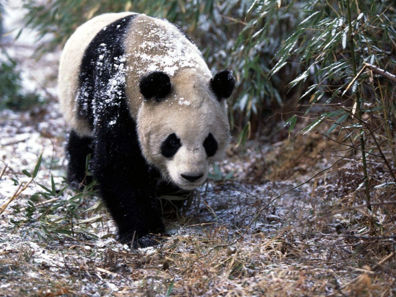 1280x960 Giant Panda Wallpaper Bears Animals Wallpaper in jpg format