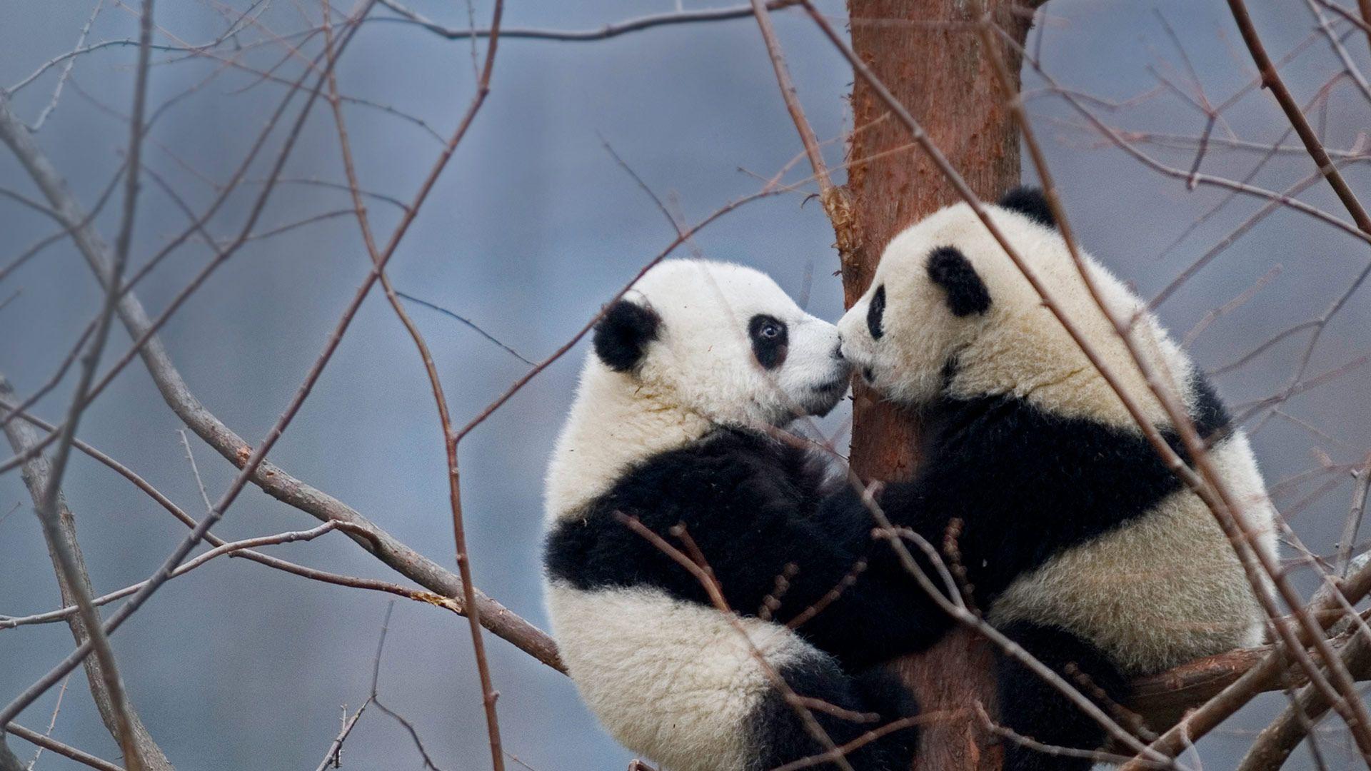 1920x1080 Kissing Pandas
