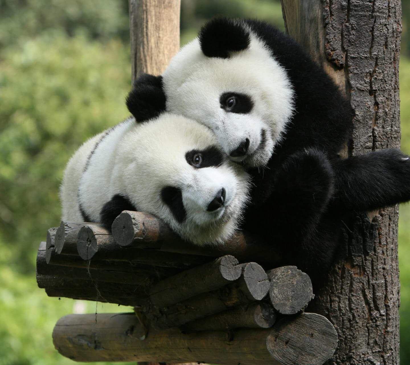1440x1280 Cute animals. Panda hug, Animal hugs